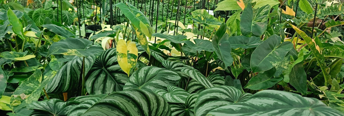 SHOP PHILODENDRONS Grown By Welovetropicalplants Online Store Page 2 Shop philodendrons grown by welovetropicalplants online store page 2