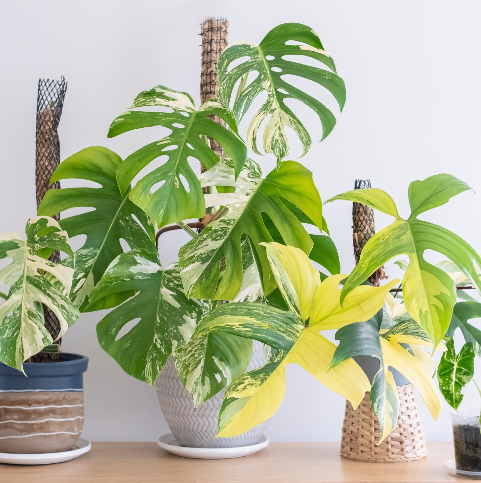 Negozio Online Di Piante Tropicali Piante Uniche Rare Variegate Negozio online di piante tropicali piante uniche rare variegate