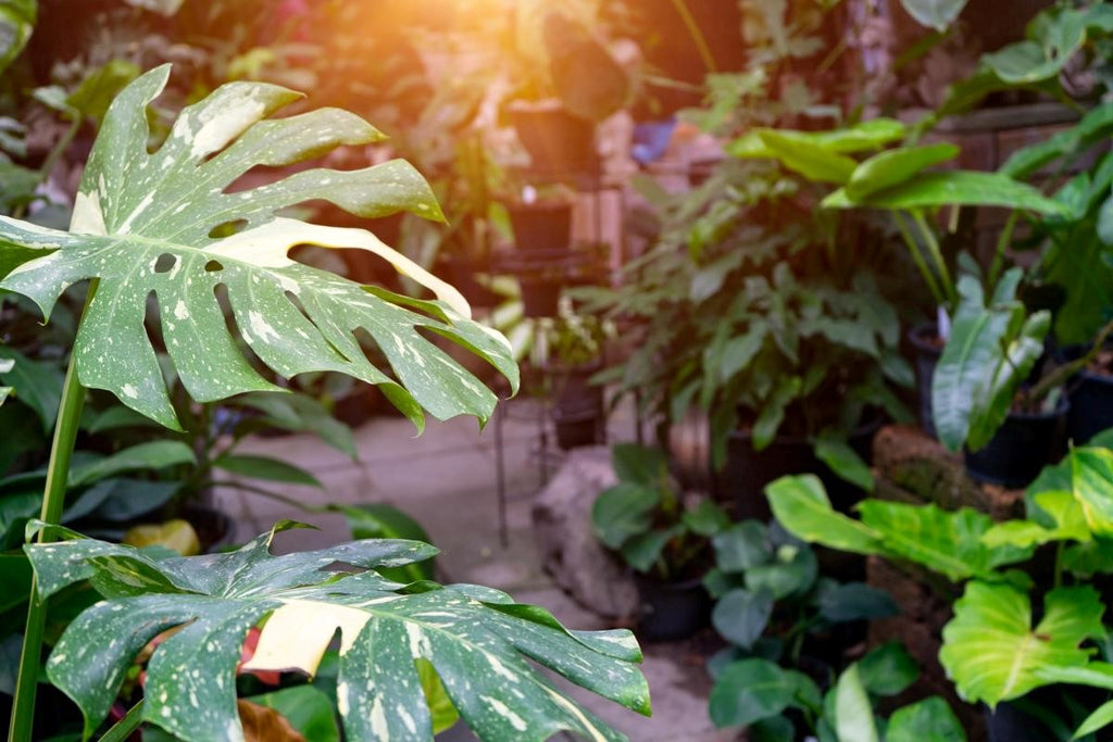 The monstera delilciosa tha constellation leaf