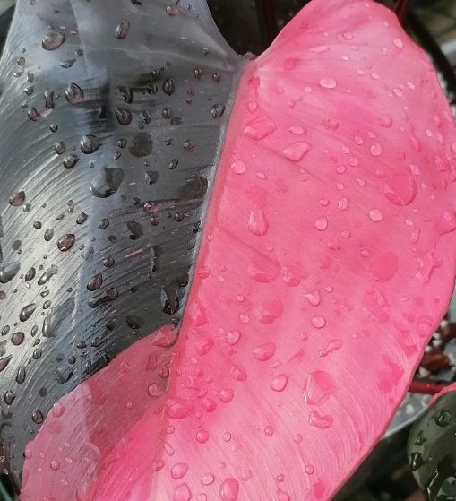 PHILODENDRON ERUBESCENS PINK PRINCESS