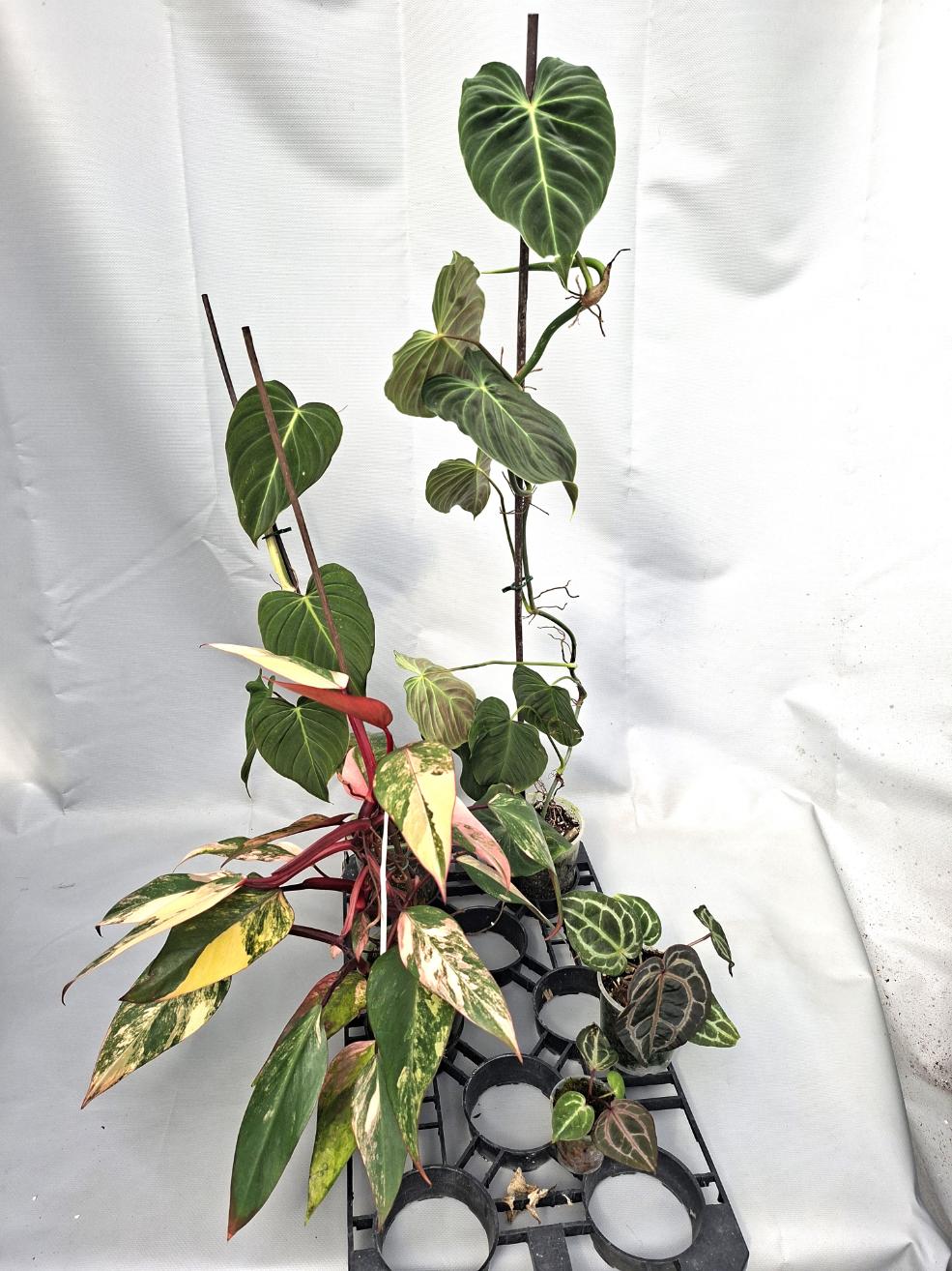 Set of the plants  For Imma