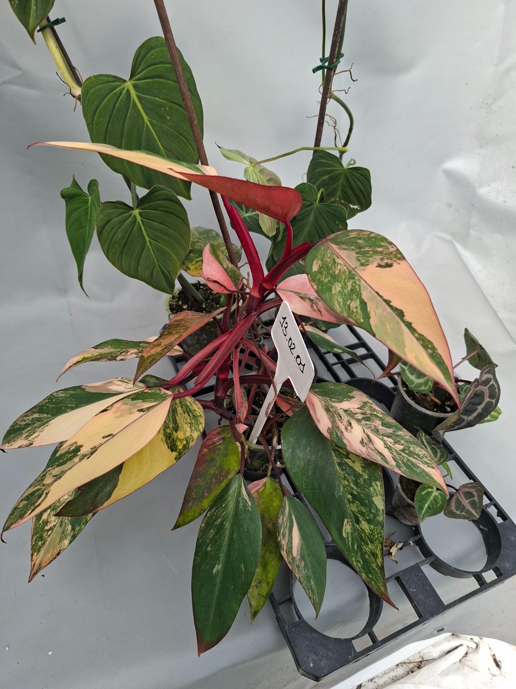 Set of the plants  For Imma