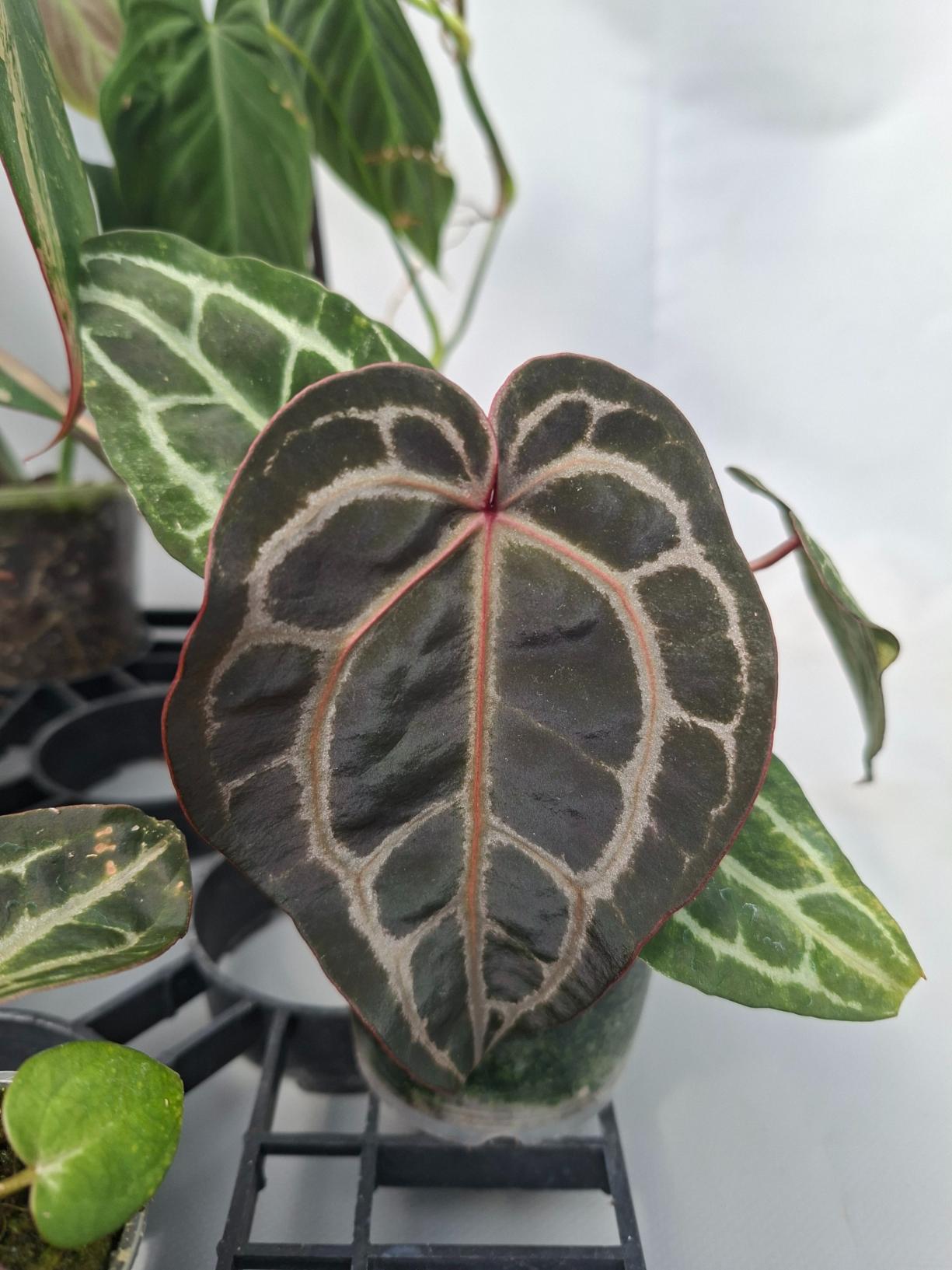 Set of the plants  For Imma