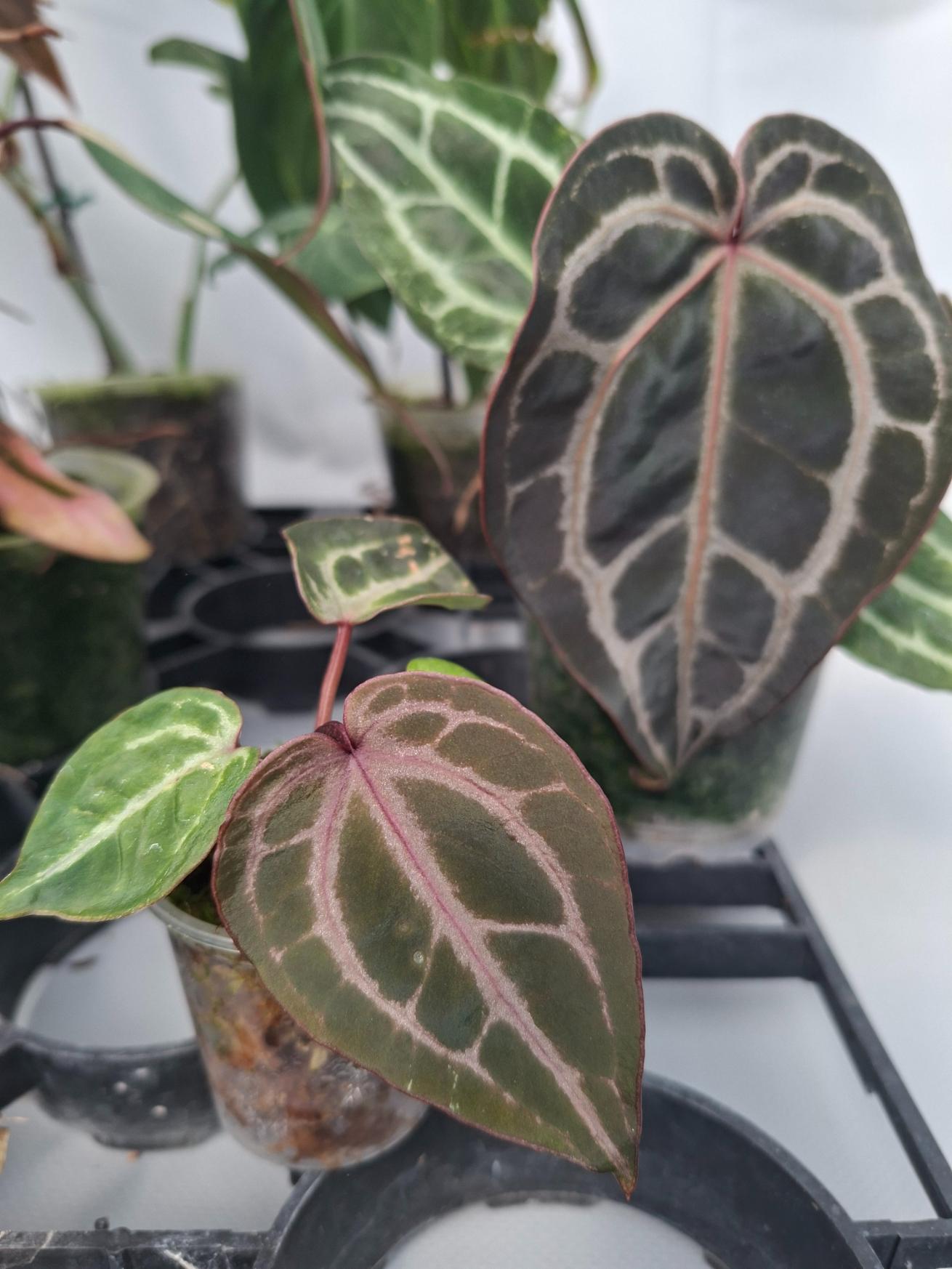 Set of the plants  For Imma