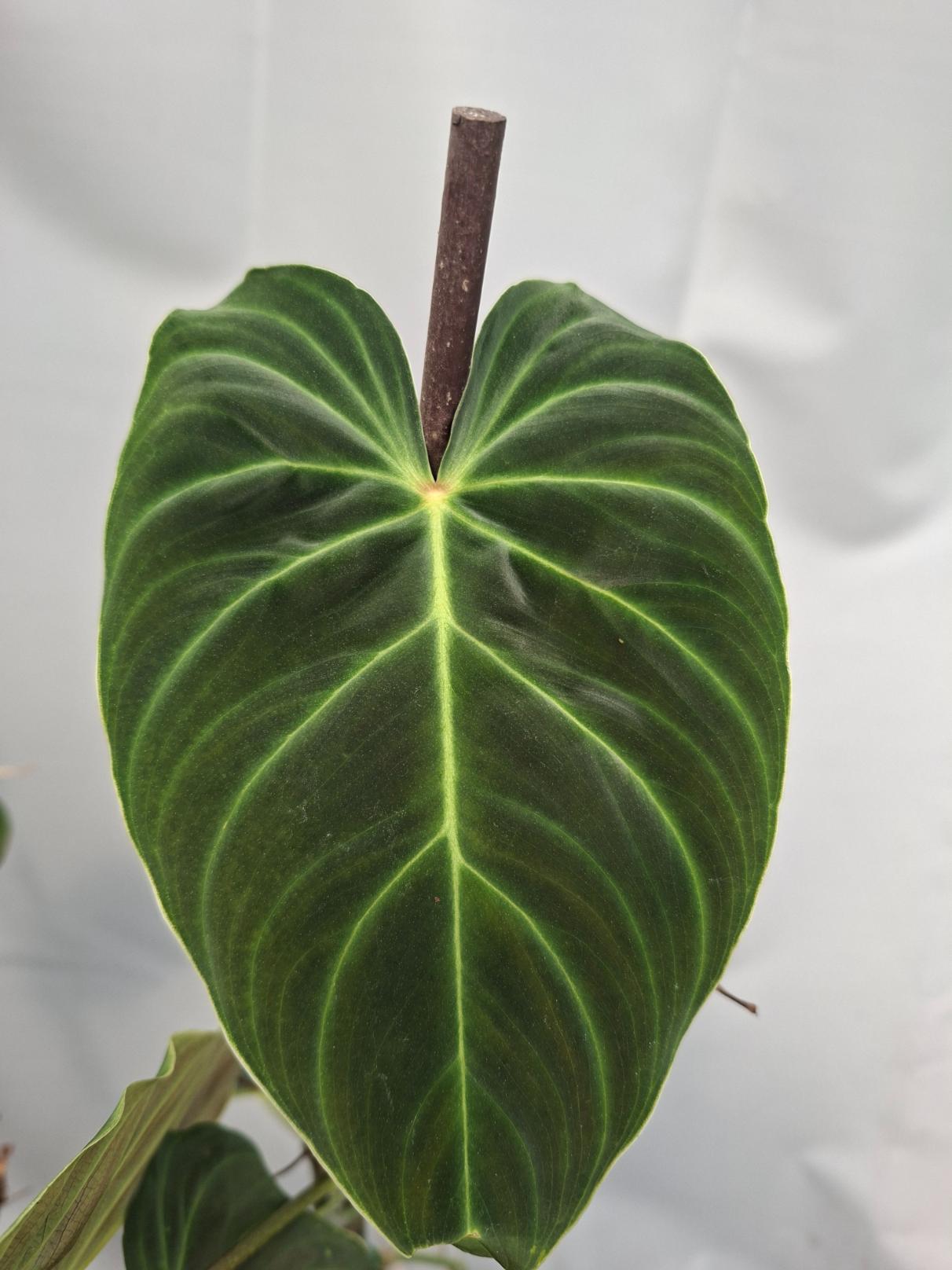Set of the plants  For Imma