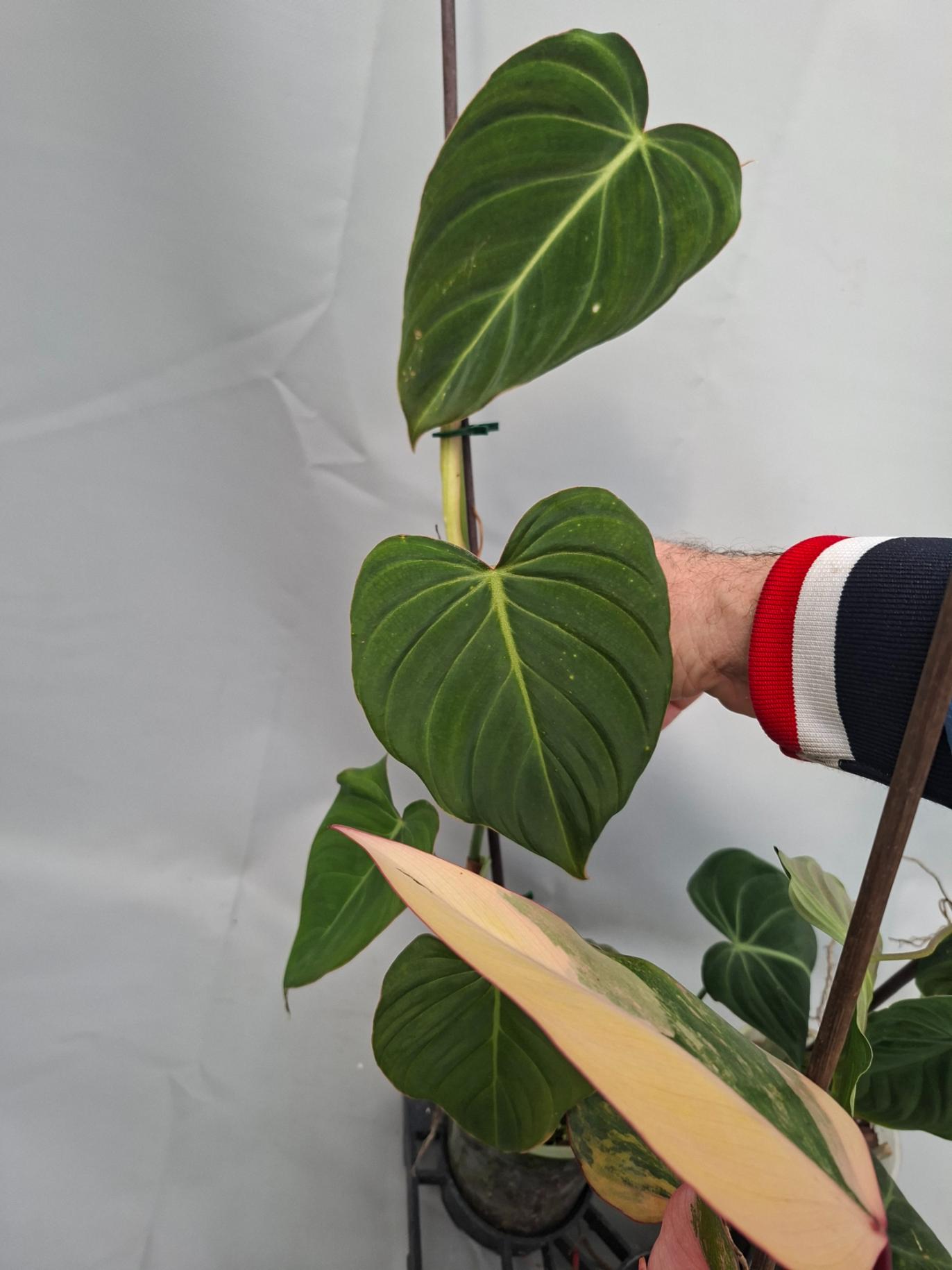 Set of the plants  For Imma