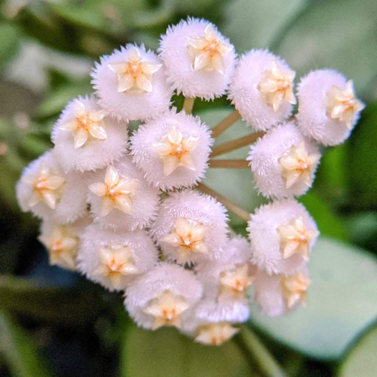 Hoya Lacunosa Asami