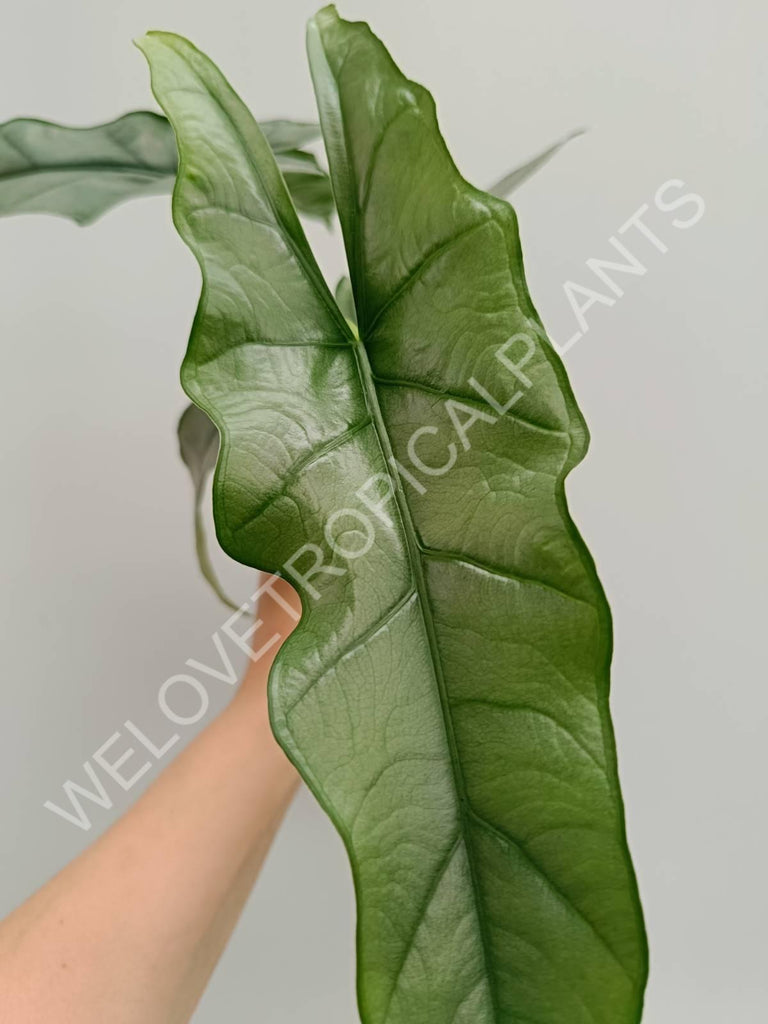 Alocasia heterophylla Silver