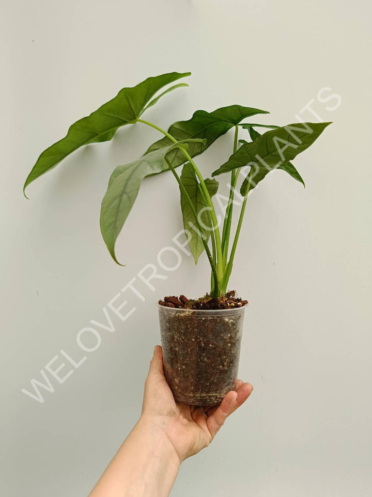 Alocasia heterophylla Silver