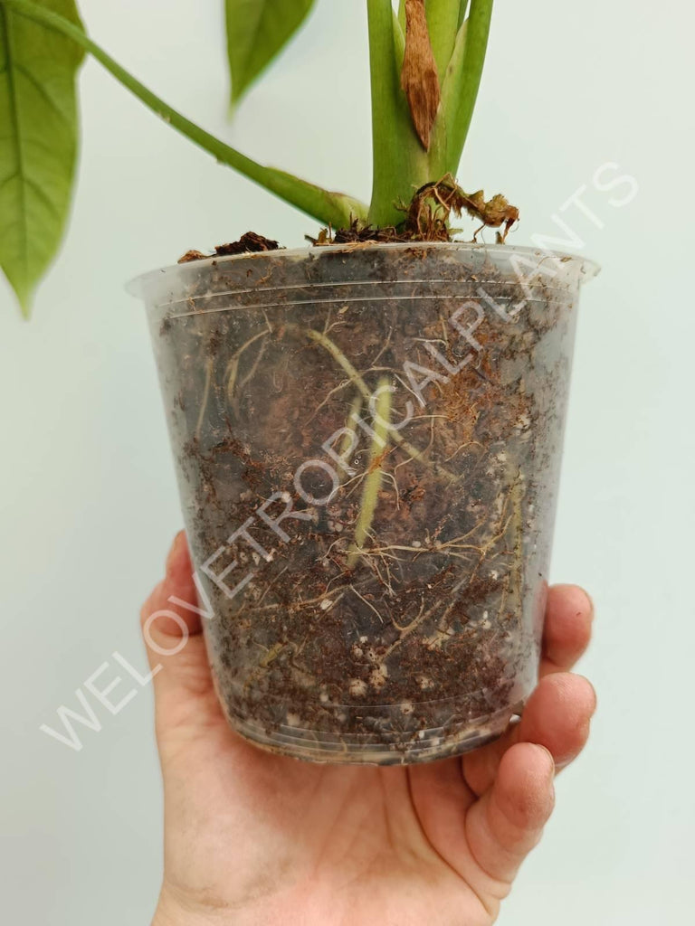 Alocasia heterophylla Silver