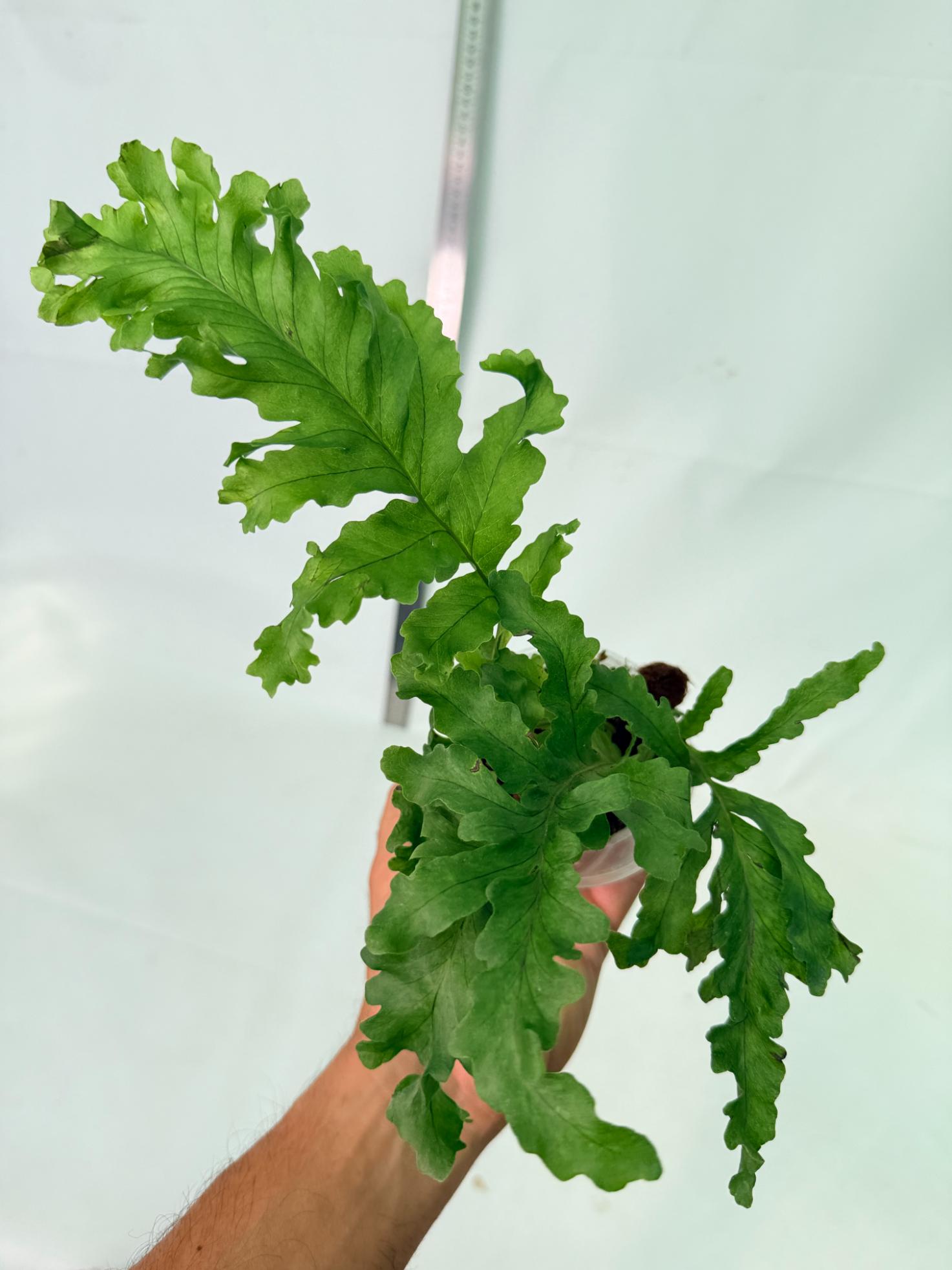 Aglaomorpha Meyeniana var. Crested 3