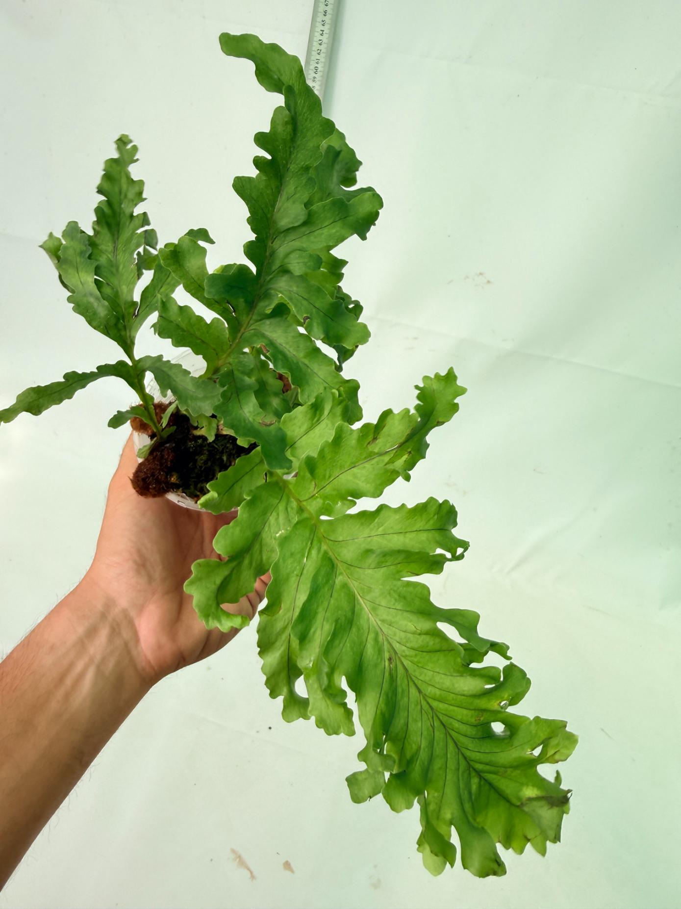 Aglaomorpha Meyeniana var. Crested 2