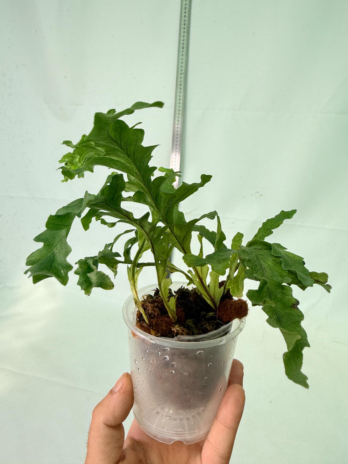 Aglaomorpha Meyeniana var. Crested 11