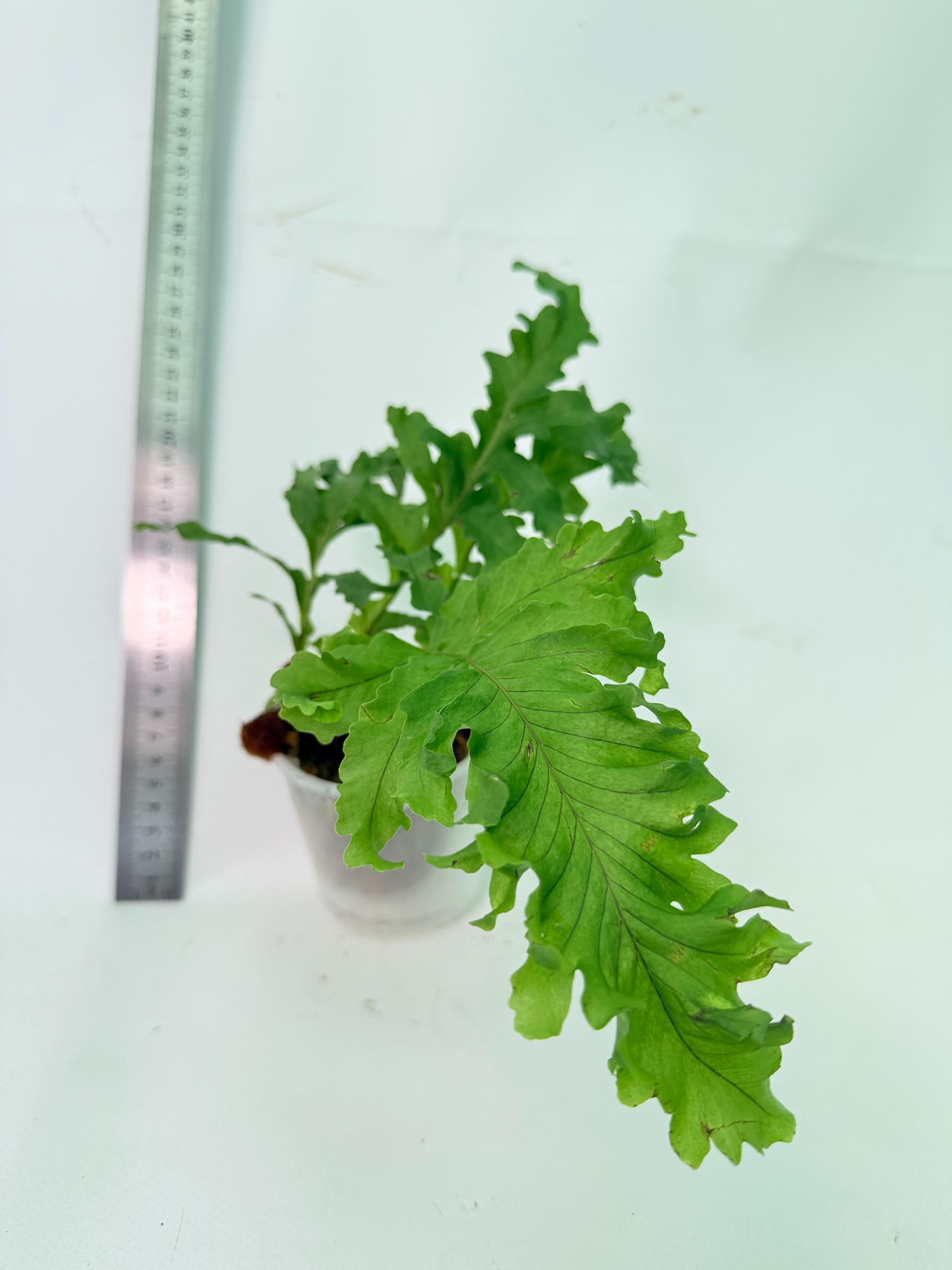 Aglaomorpha Meyeniana var. Crested 9
