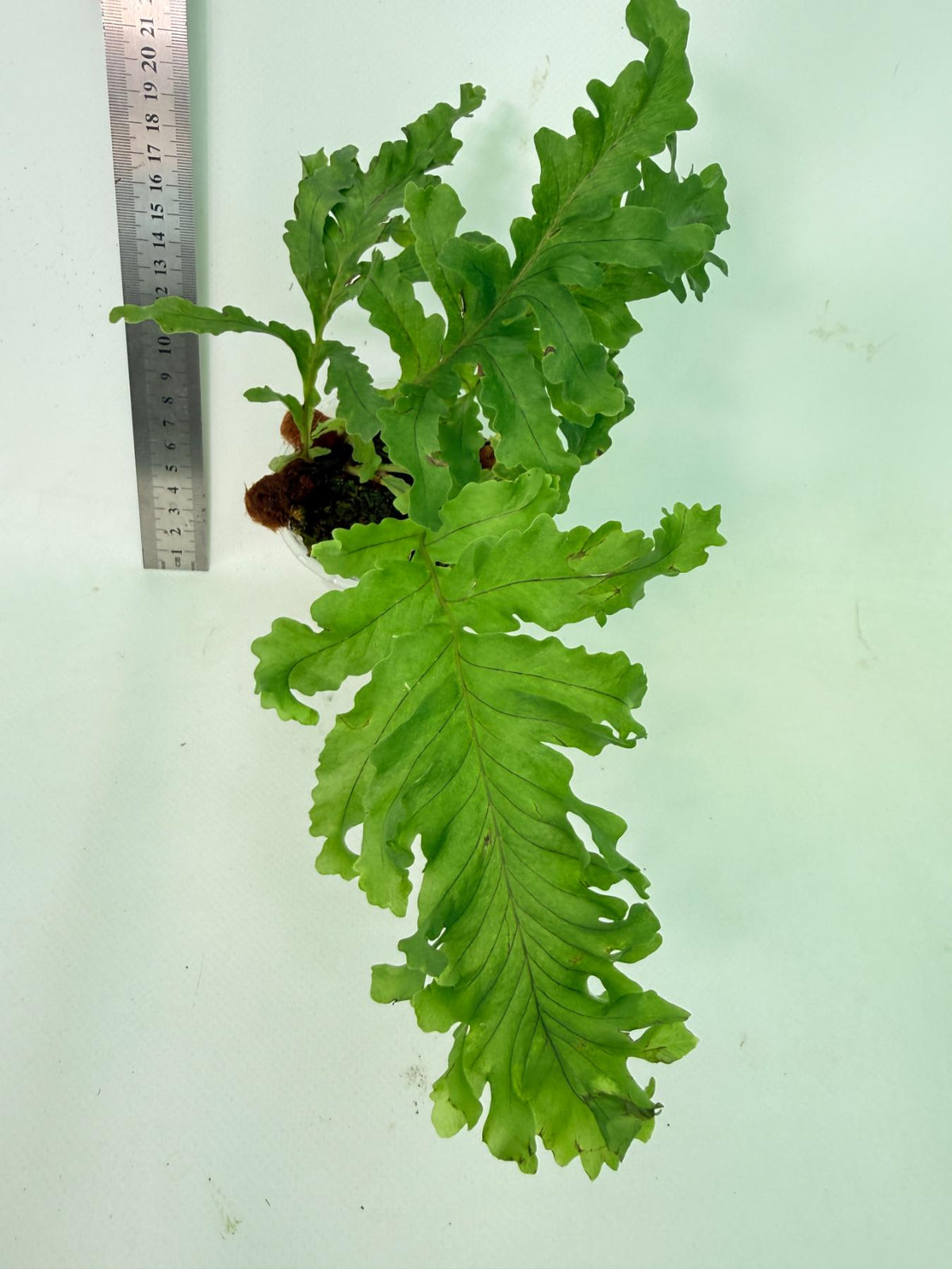 Aglaomorpha Meyeniana var. Crested 6