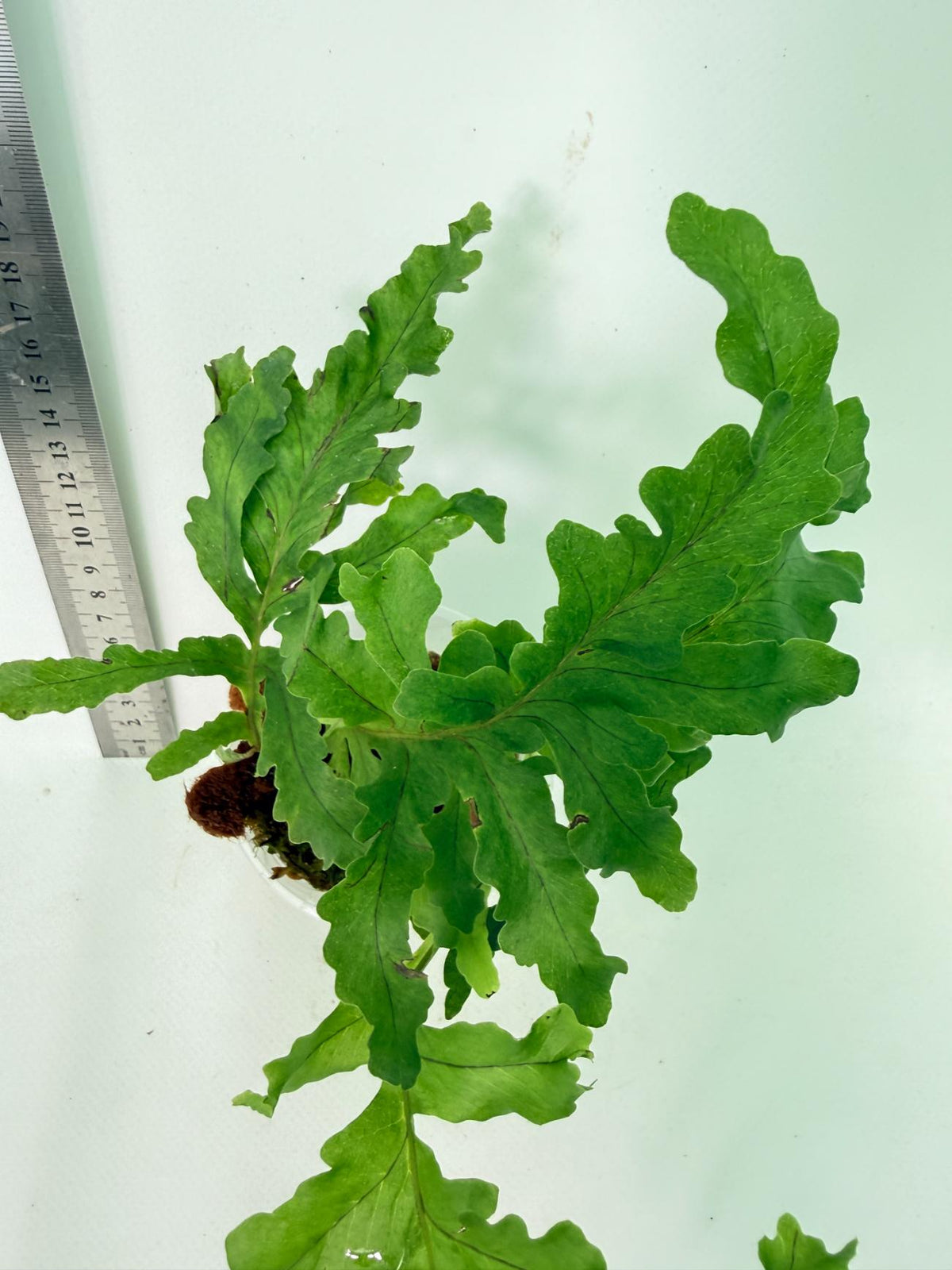 Aglaomorpha Meyeniana var. Crested 10