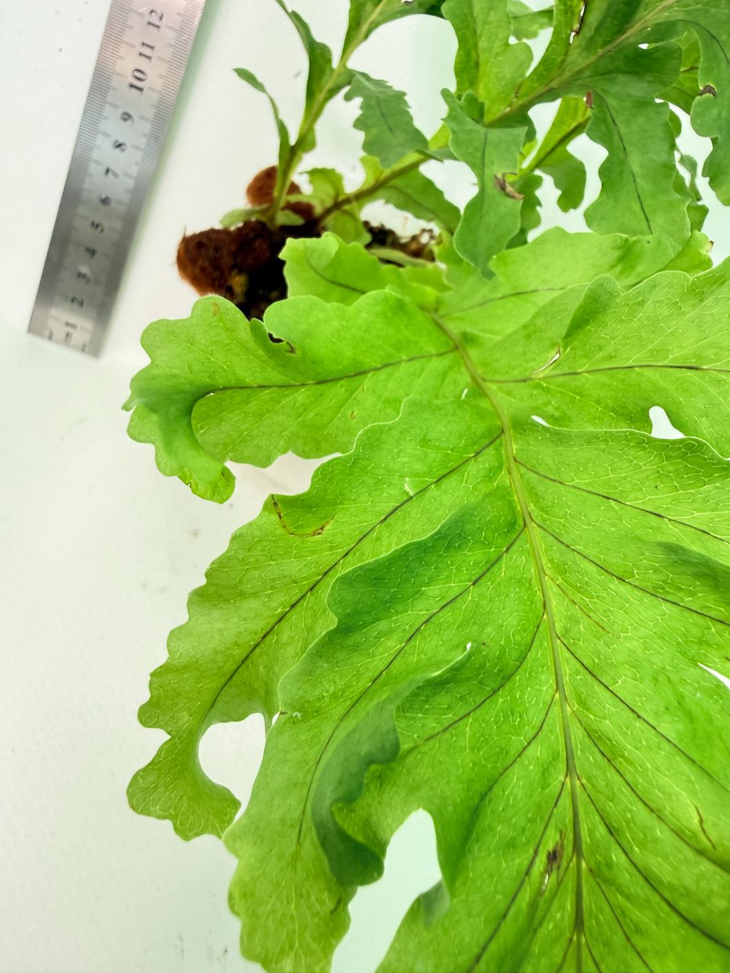 Aglaomorpha Meyeniana var. Crested 6