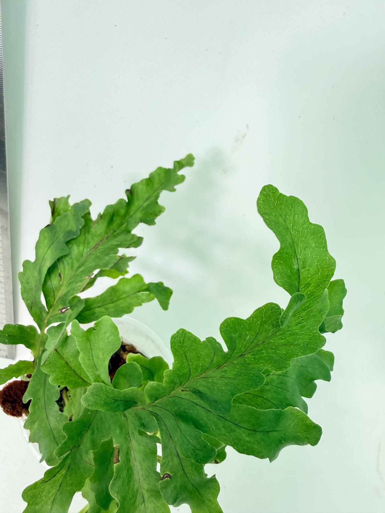 Aglaomorpha Meyeniana var. Crested 8