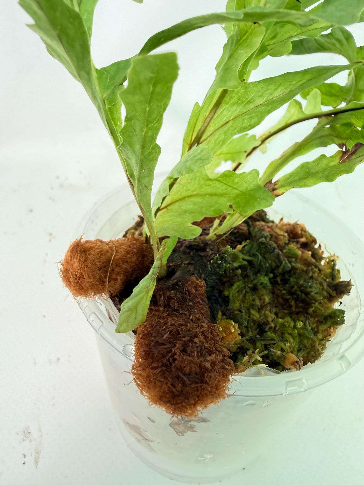 Aglaomorpha Meyeniana var. Crested 4