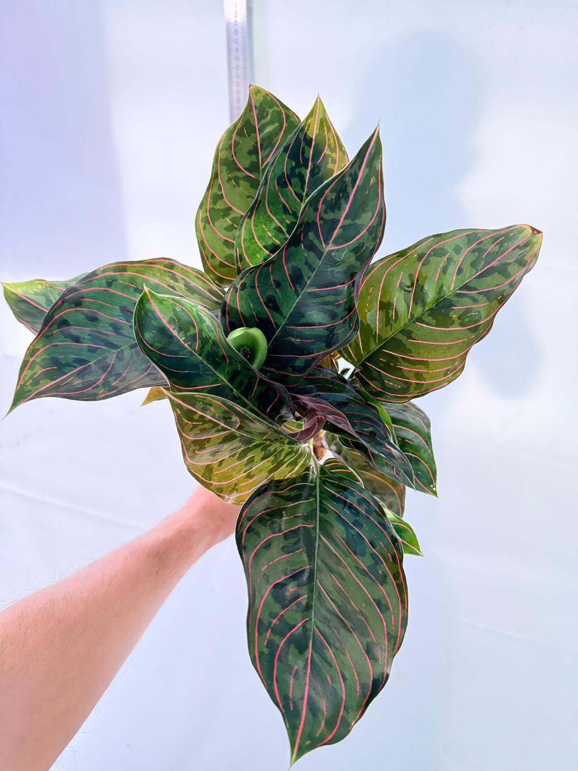 Aglaonema Red Army 2