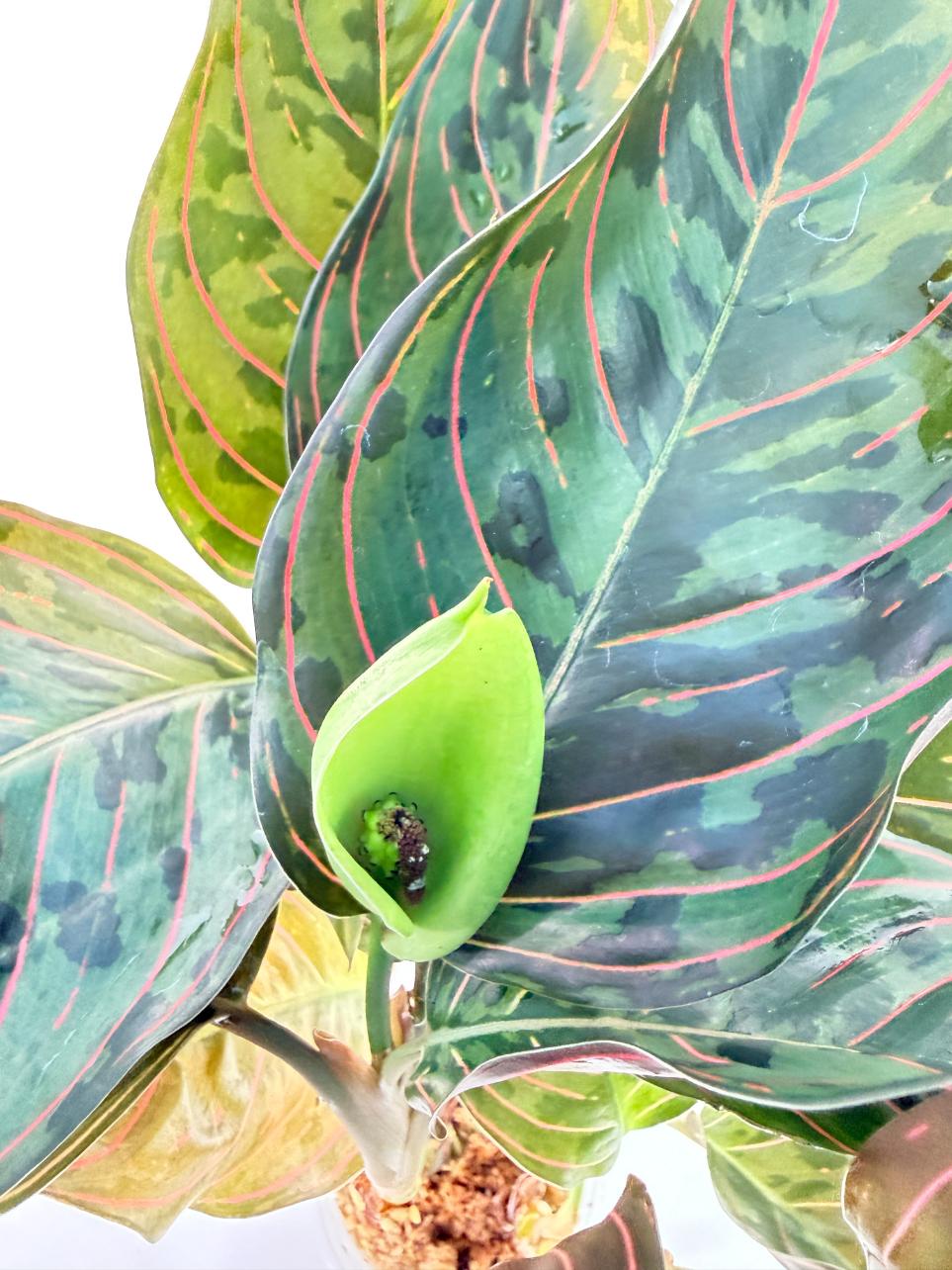 Aglaonema Red Army 9
