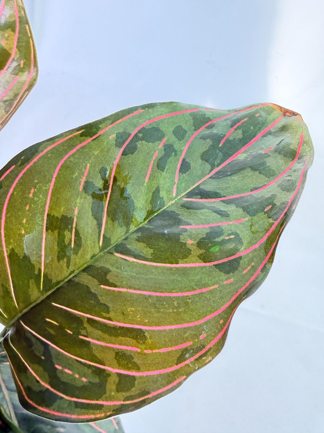 Aglaonema Red Army 10