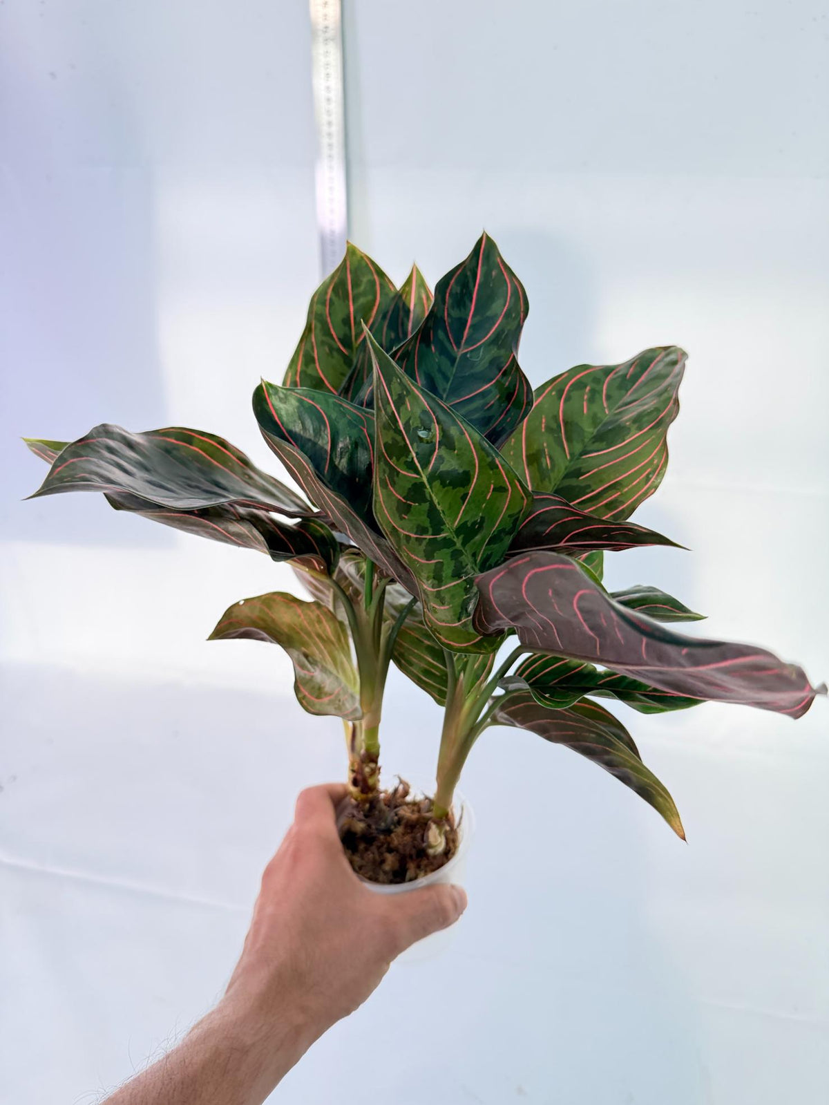 Aglaonema Red Army 11