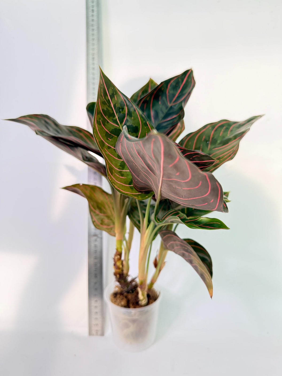 Aglaonema Red Army 3