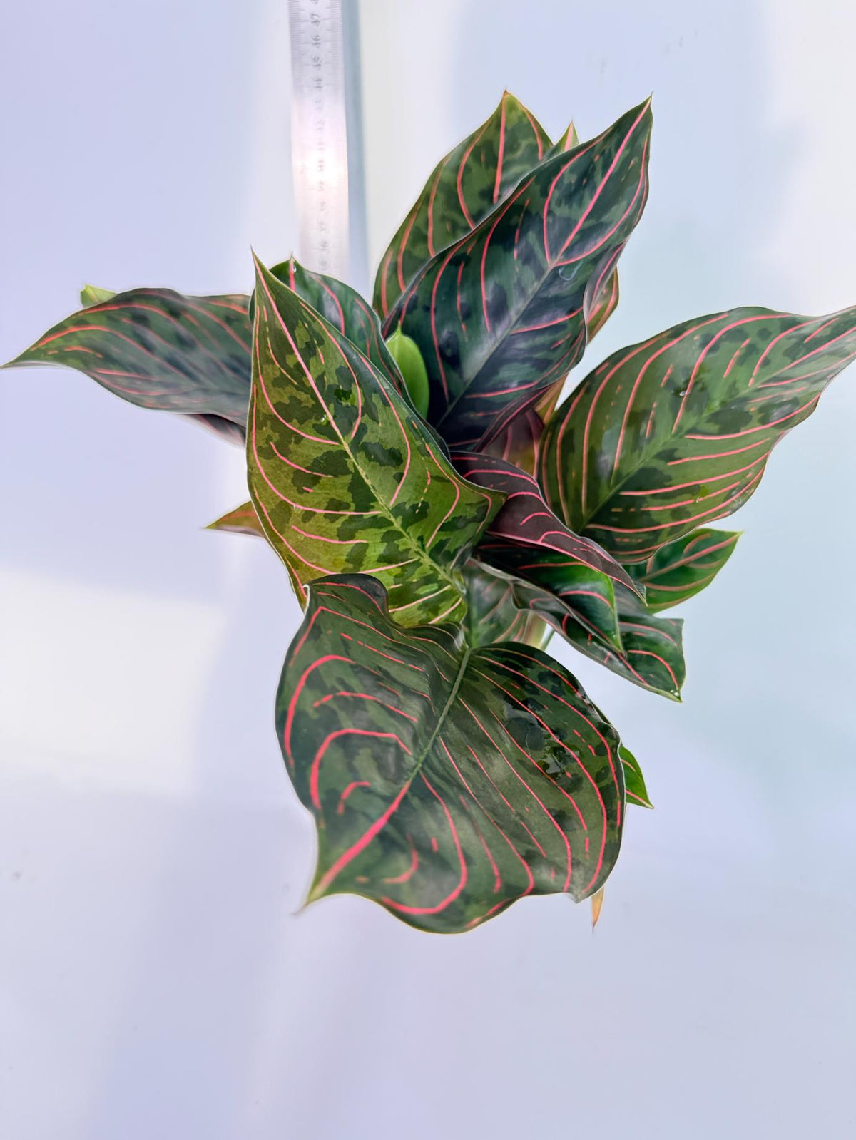 Aglaonema Red Army 4