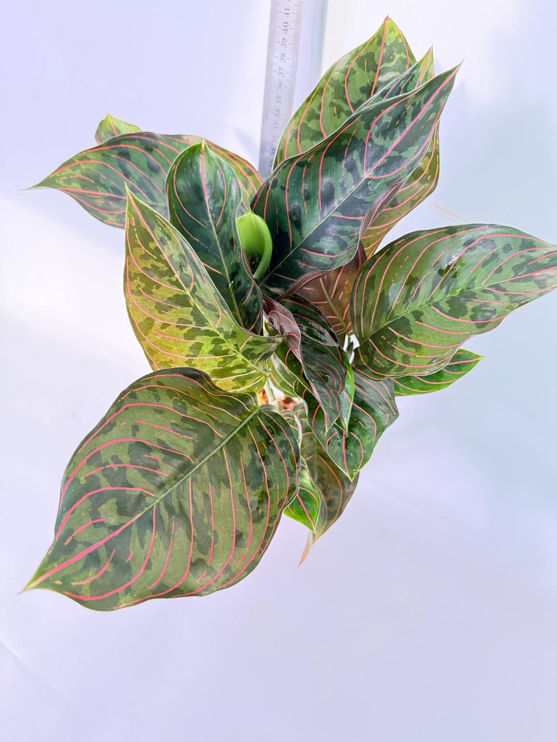 Aglaonema Red Army 5