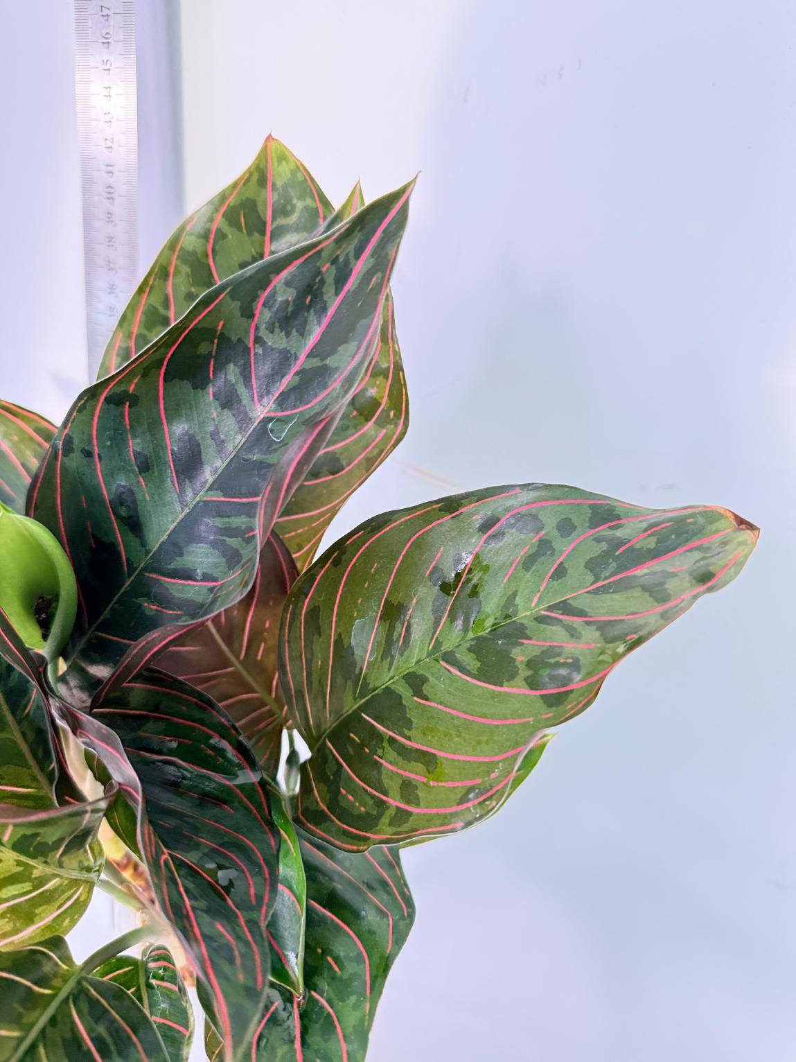 Aglaonema Red Army 6