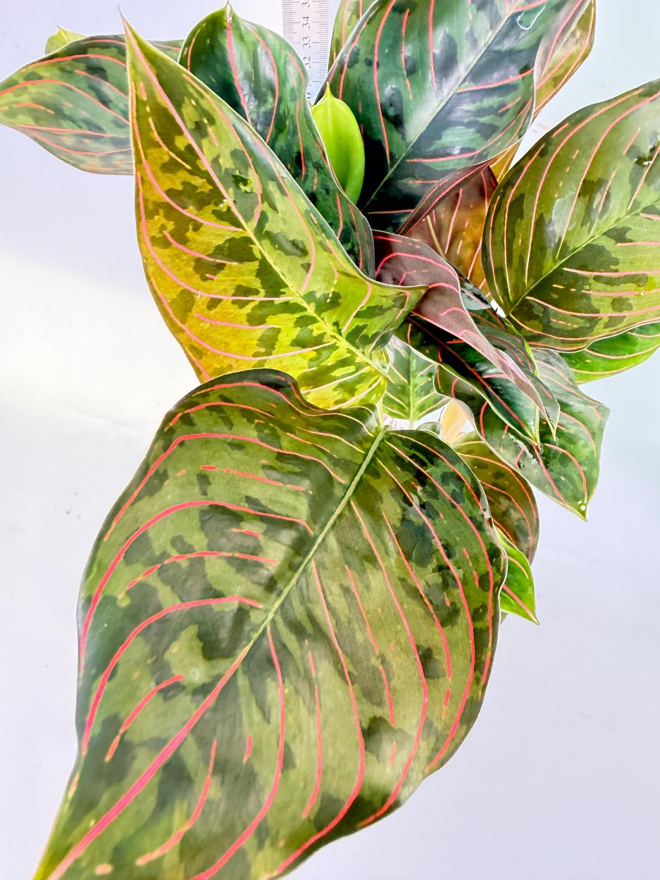 Aglaonema Red Army 1