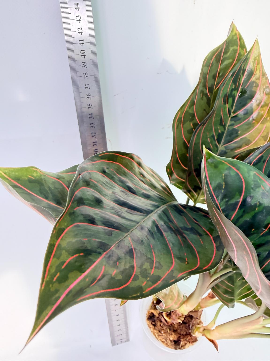 Aglaonema Red Army 7