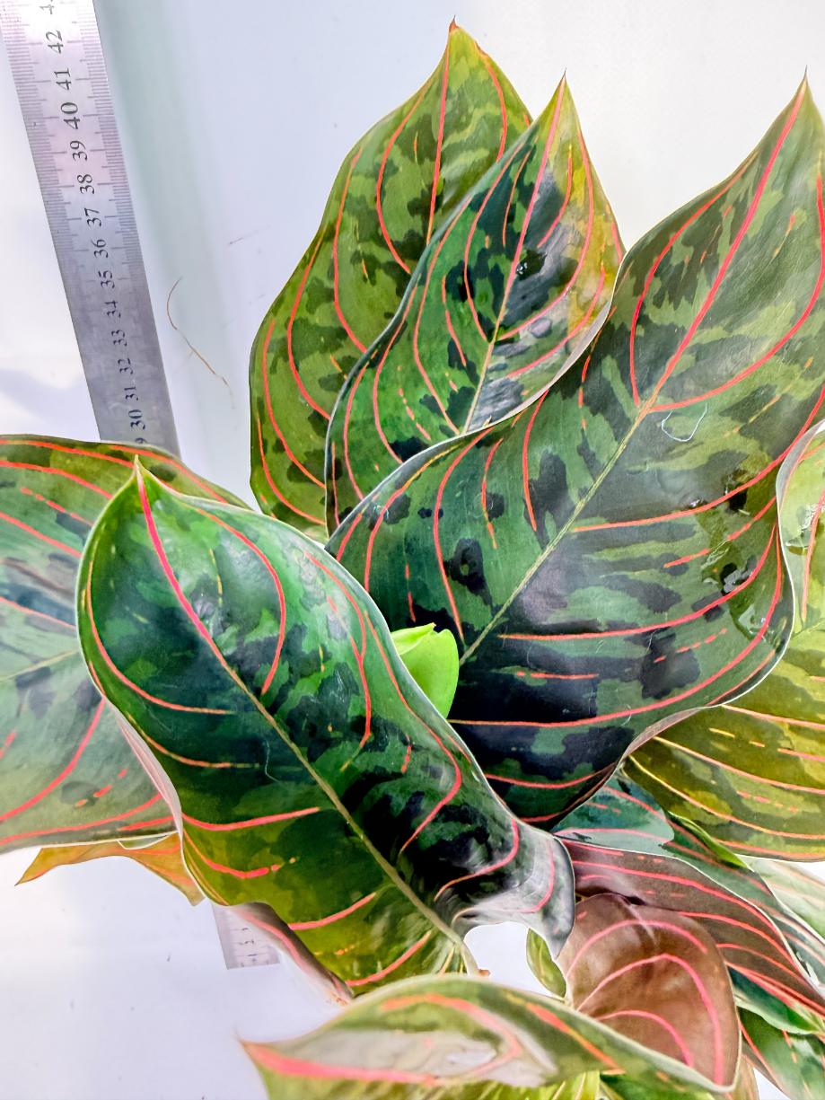 Aglaonema Red Army 8