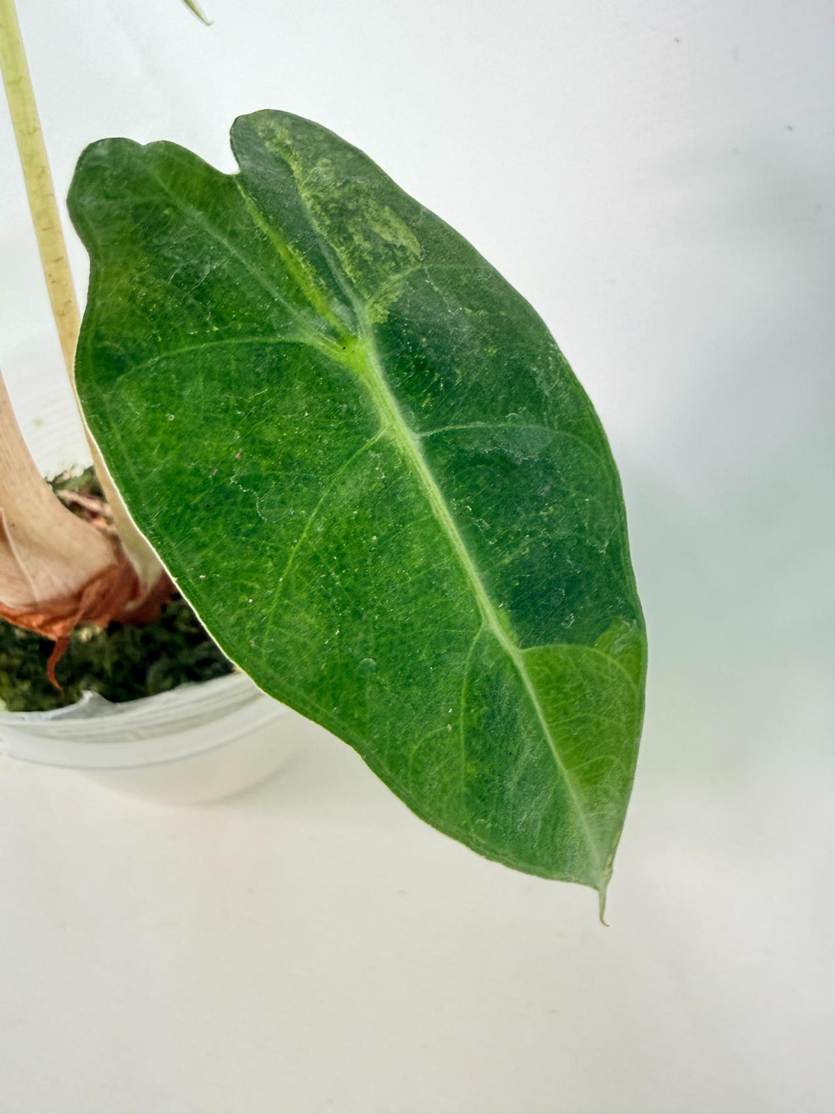 Alocasia Amazonica Variegata Aurea 09