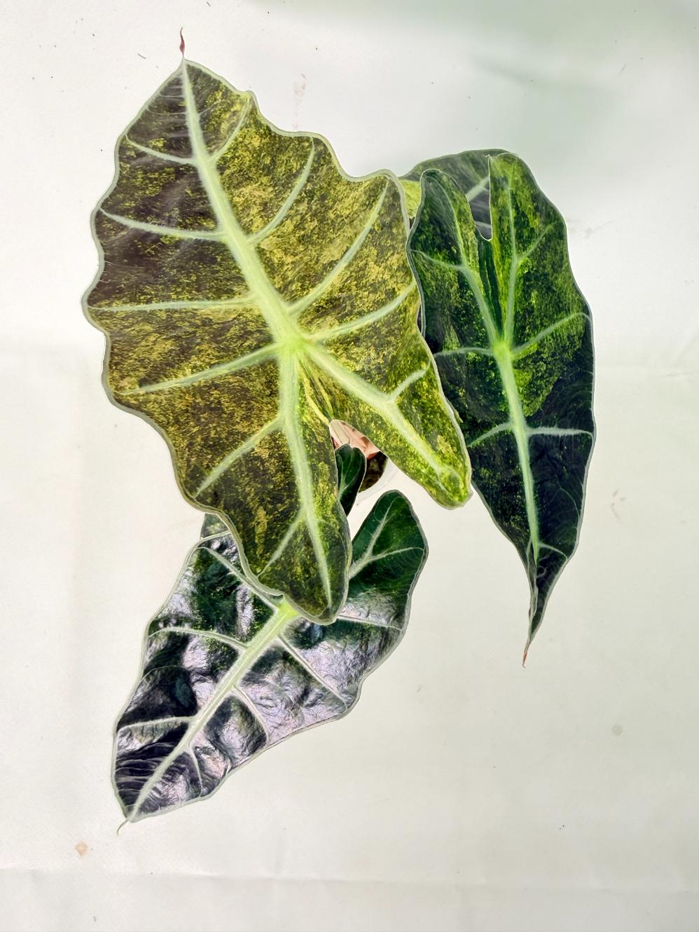 Alocasia Amazonica Variegata Aurea 10