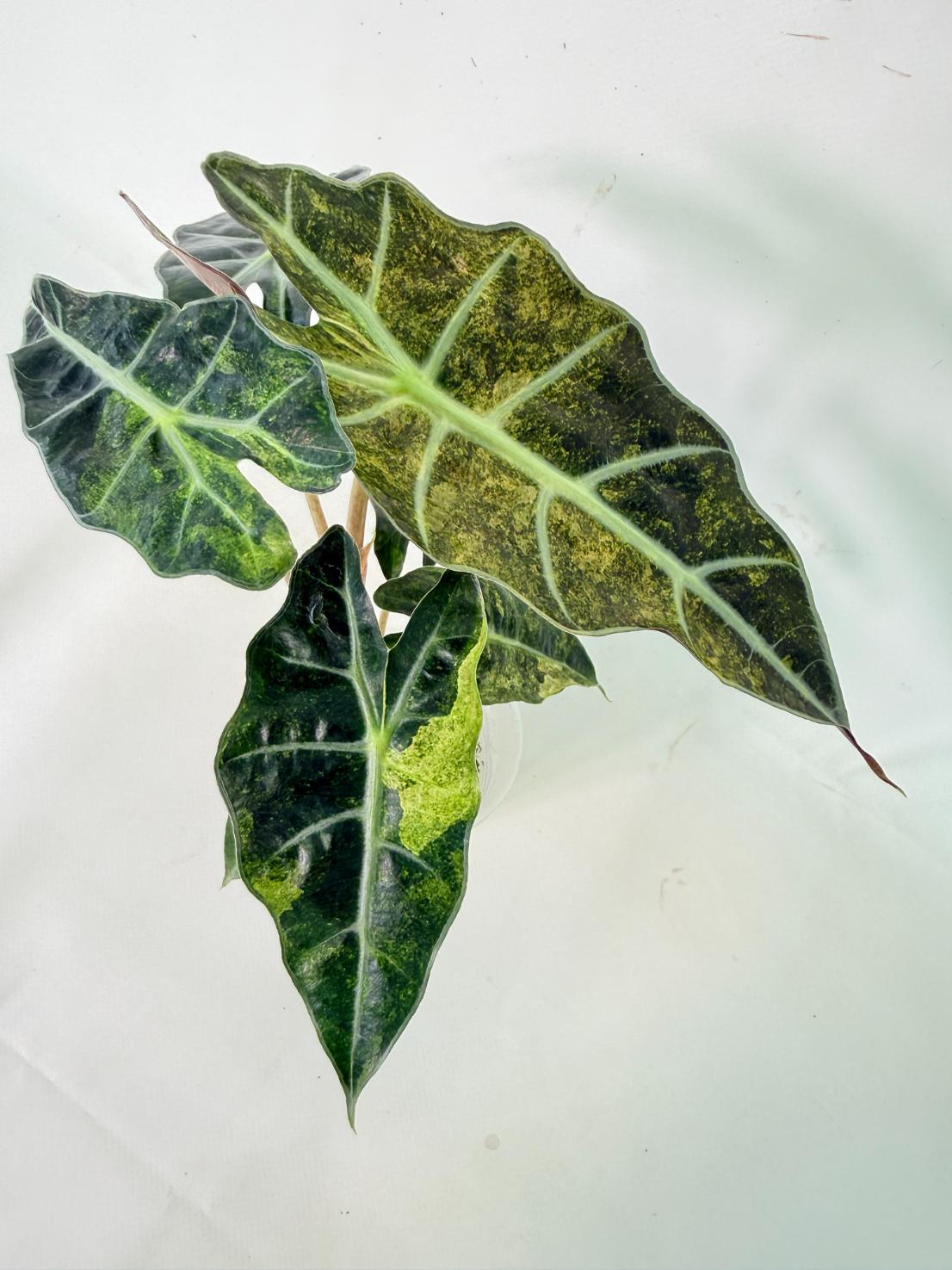 Alocasia Amazonica Variegata Aurea 11