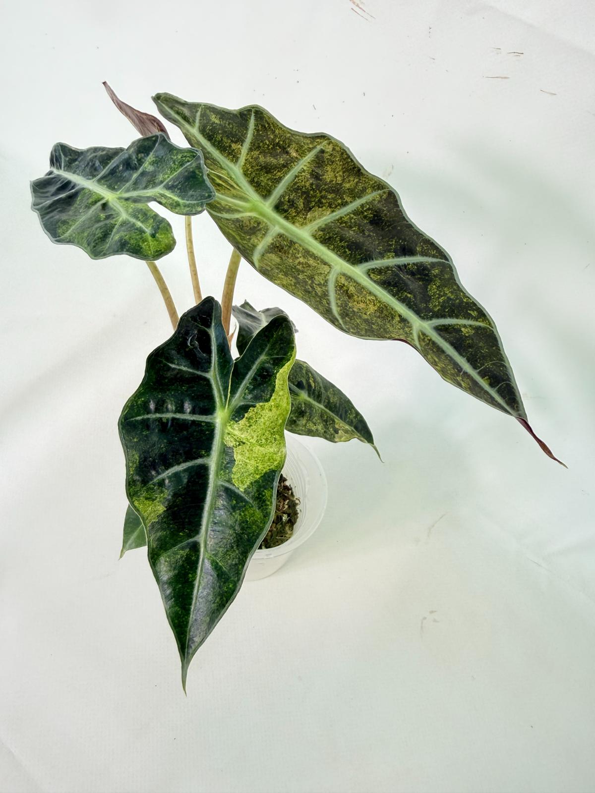 Alocasia Amazonica Variegata Aurea 12
