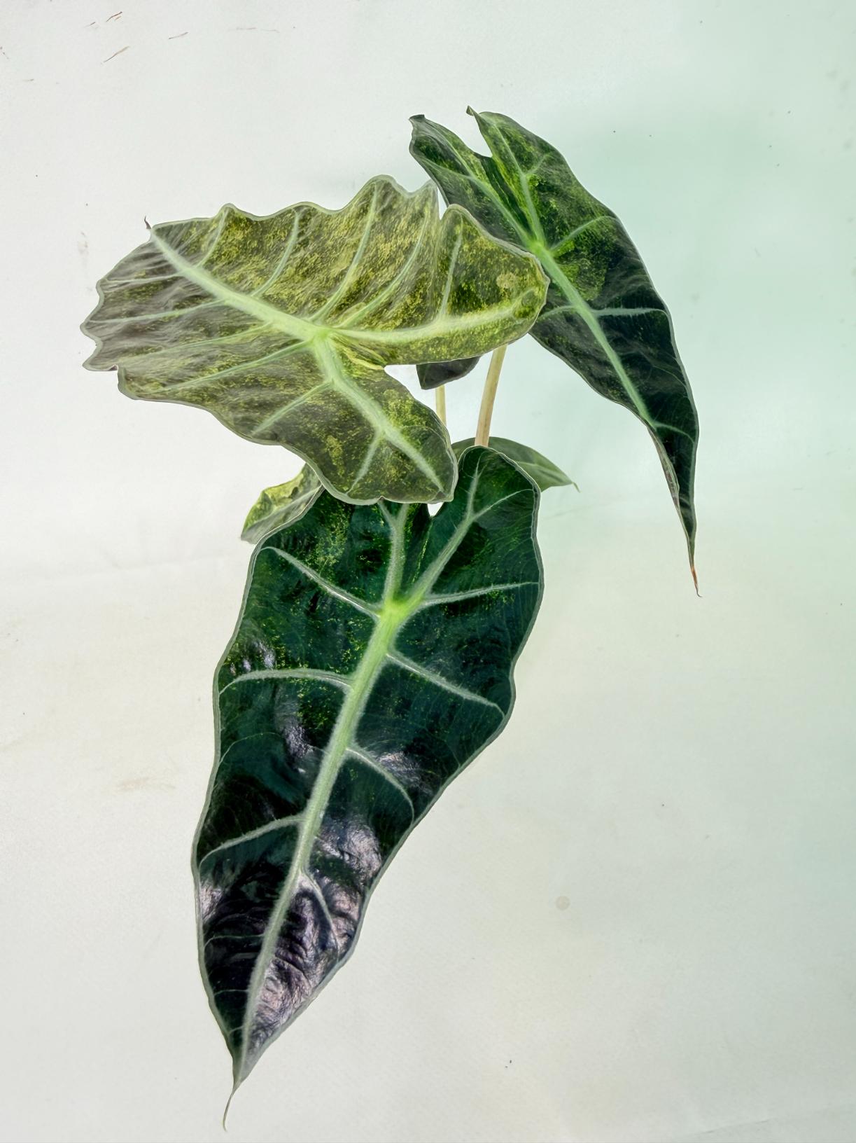 Alocasia Amazonica Variegata Aurea 13