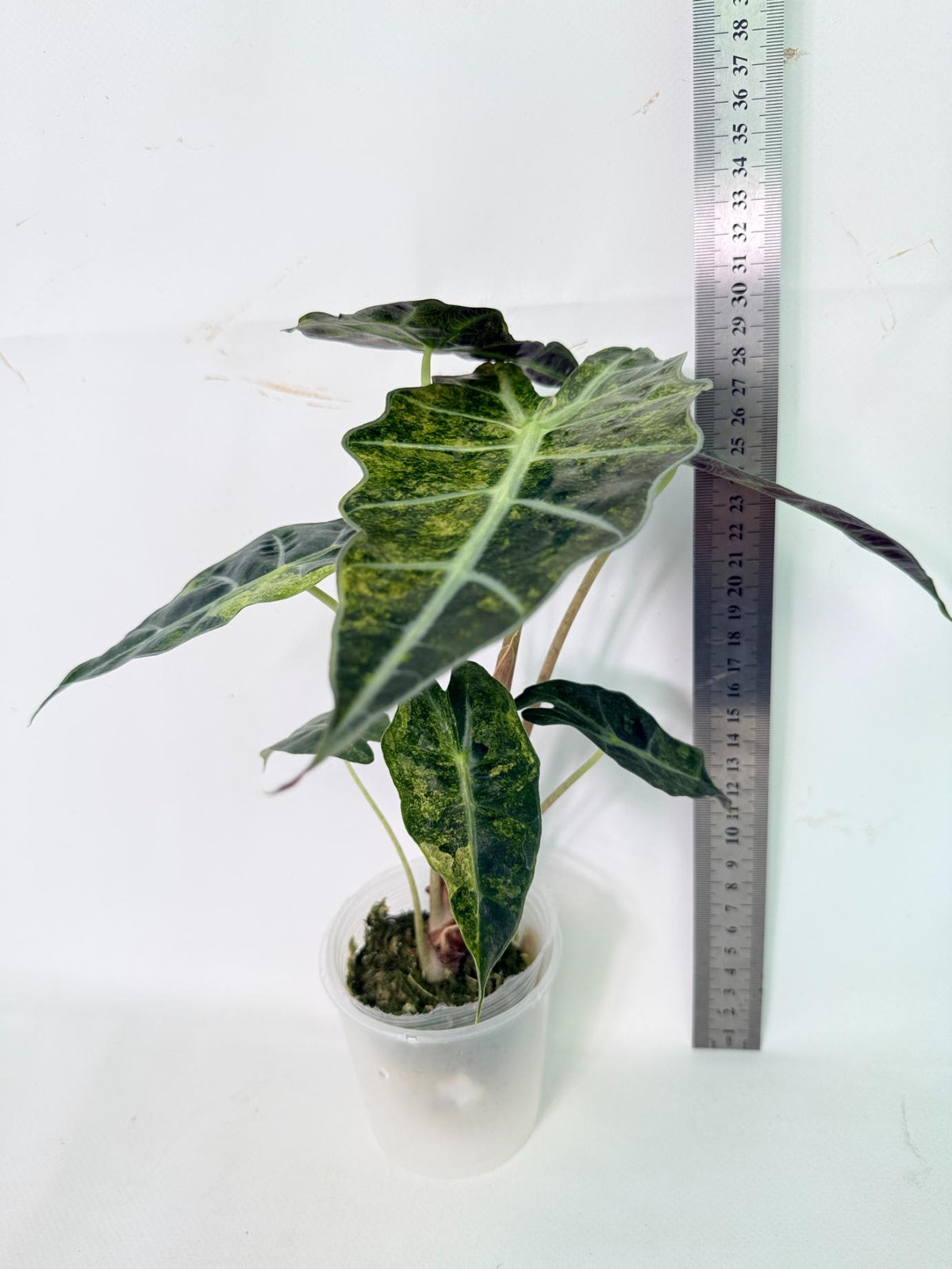 Alocasia Amazonica Variegata Aurea 03