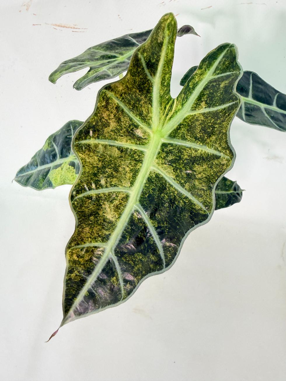 Alocasia Amazonica Variegata Aurea 02