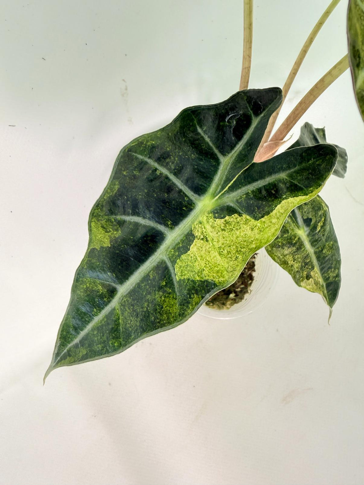 Alocasia Amazonica Variegata Aurea 04