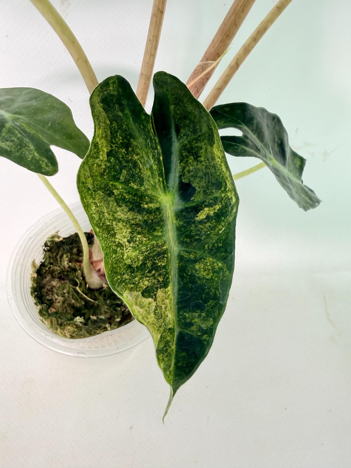 Alocasia Amazonica Variegata Aurea 05