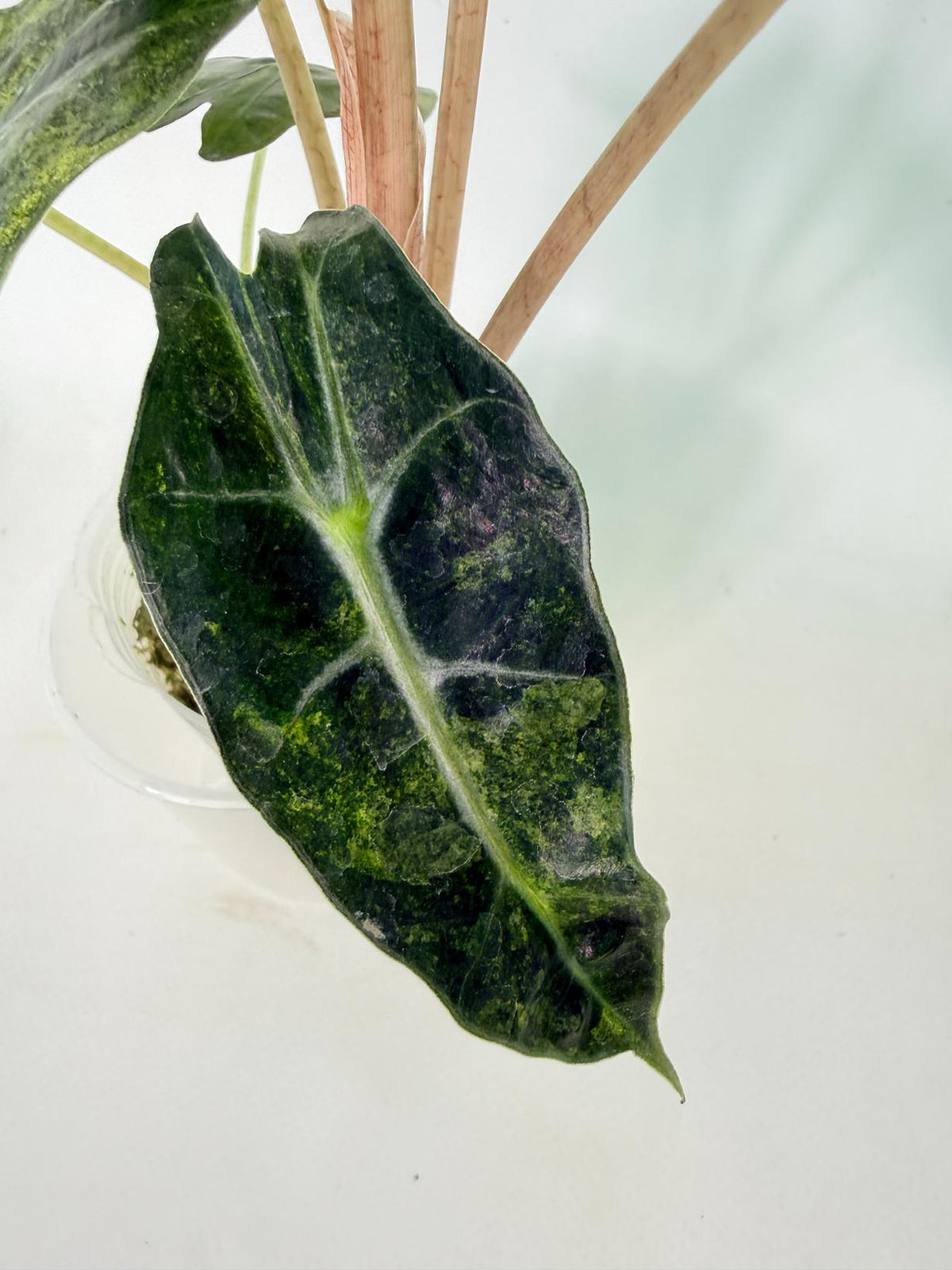 Alocasia Amazonica Variegata Aurea 06