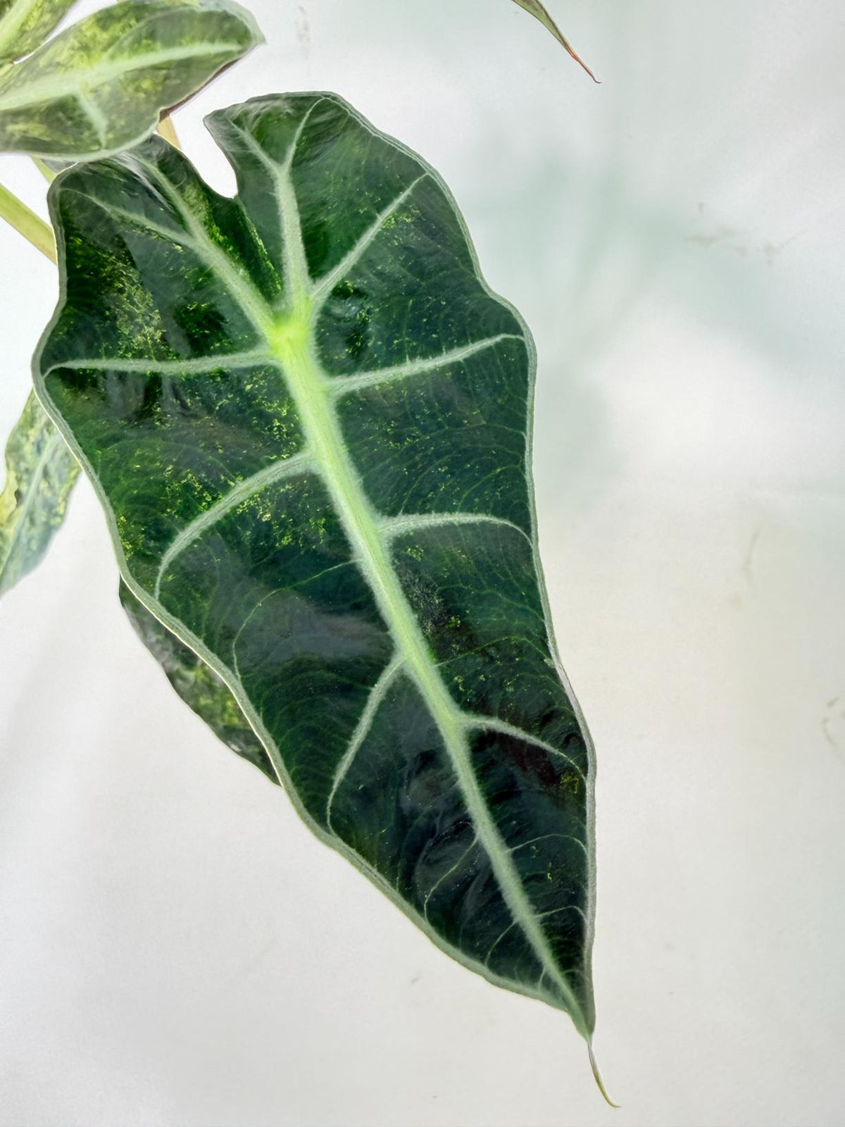 Alocasia Amazonica Variegata Aurea 07