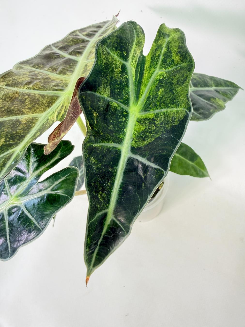 Alocasia Amazonica Variegata Aurea 08