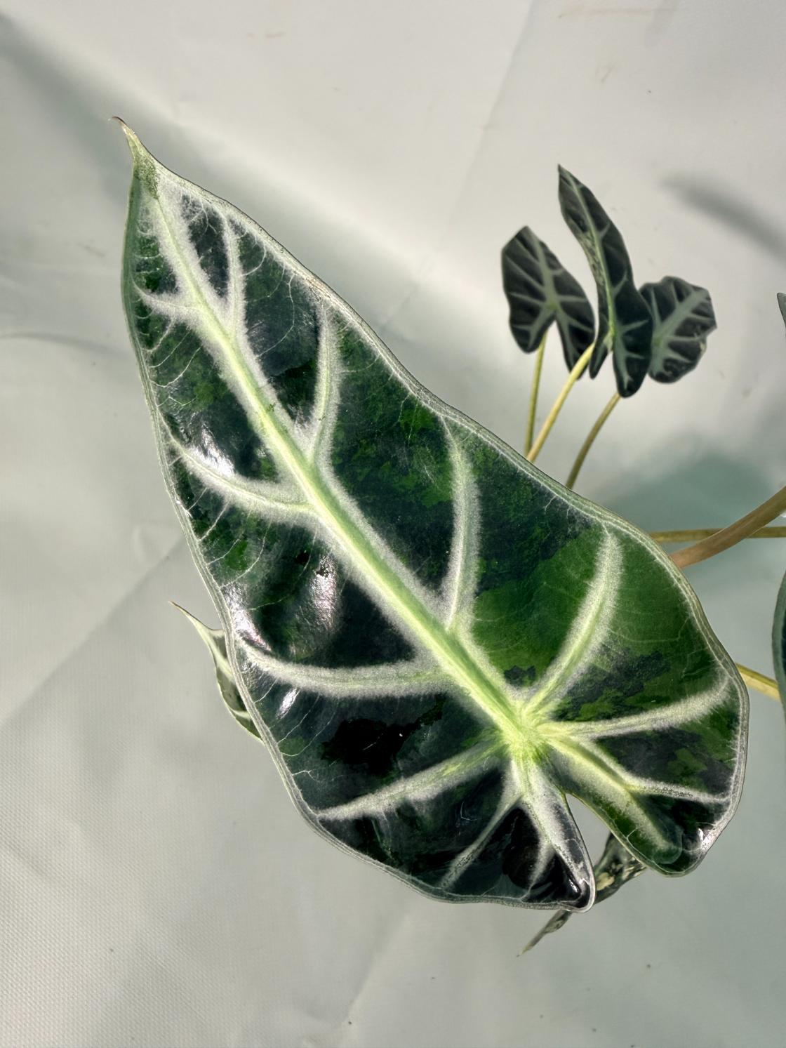 Alocasia Bambino Variegata Aurea 08