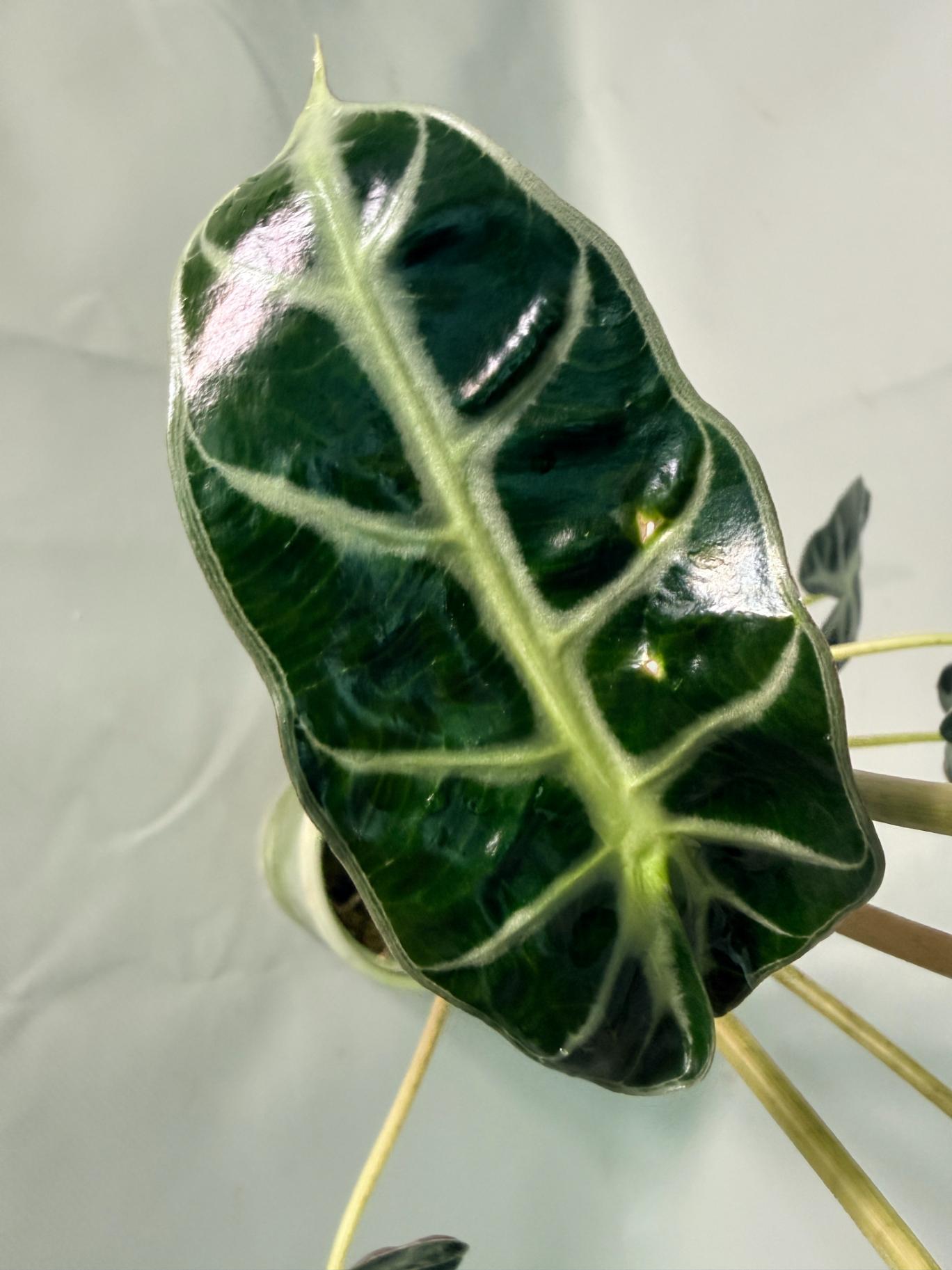 Alocasia Bambino Variegata Aurea 09