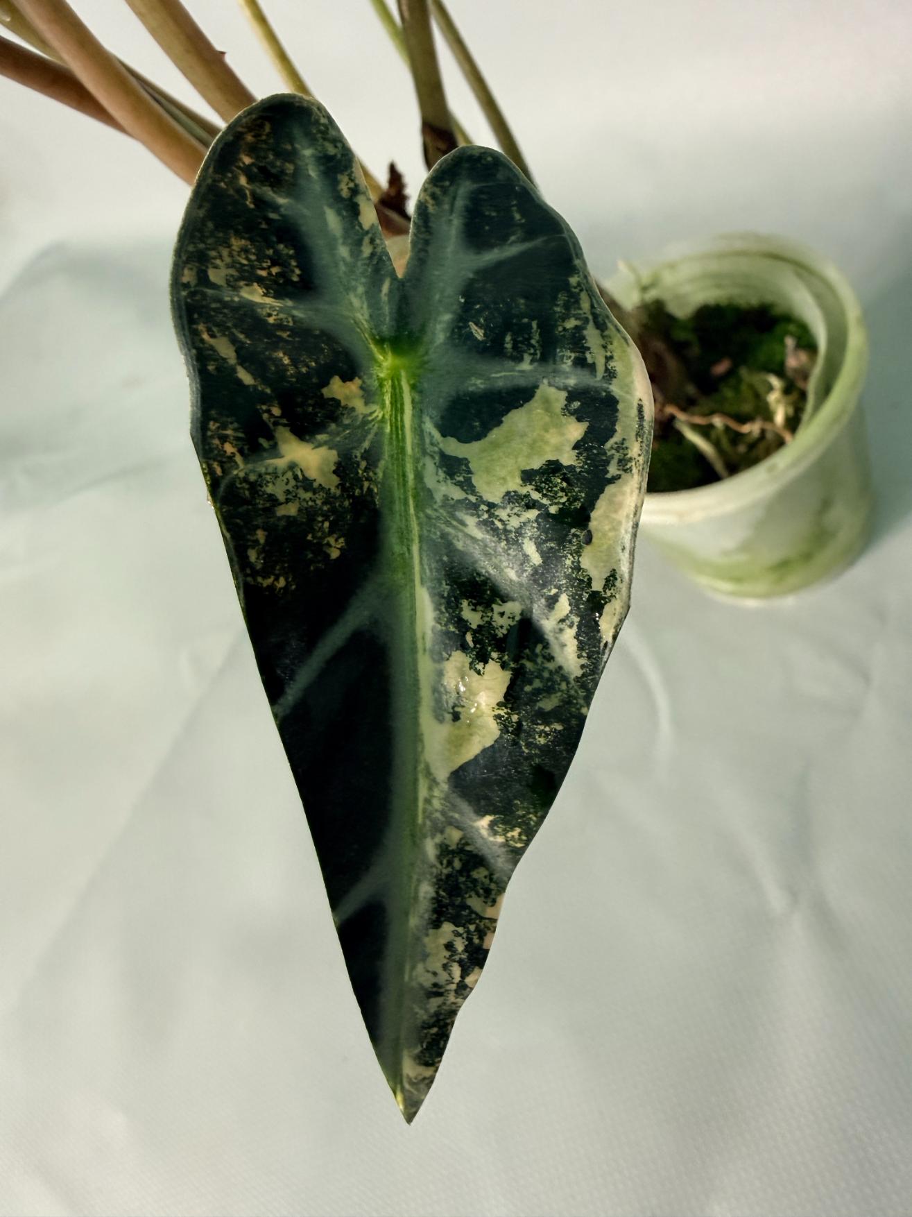 Alocasia Bambino Variegata Aurea 10