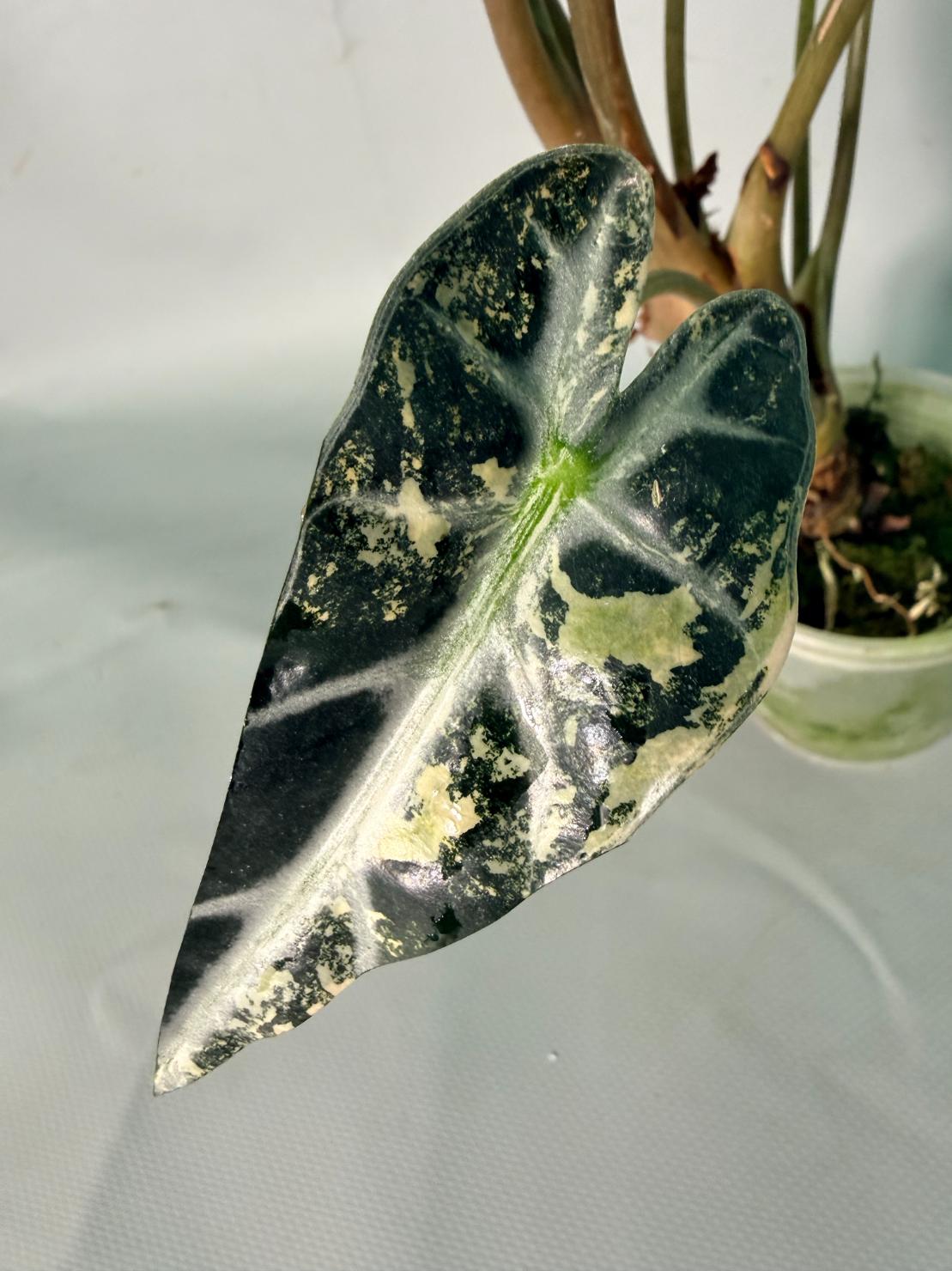 Alocasia Bambino Variegata Aurea 11